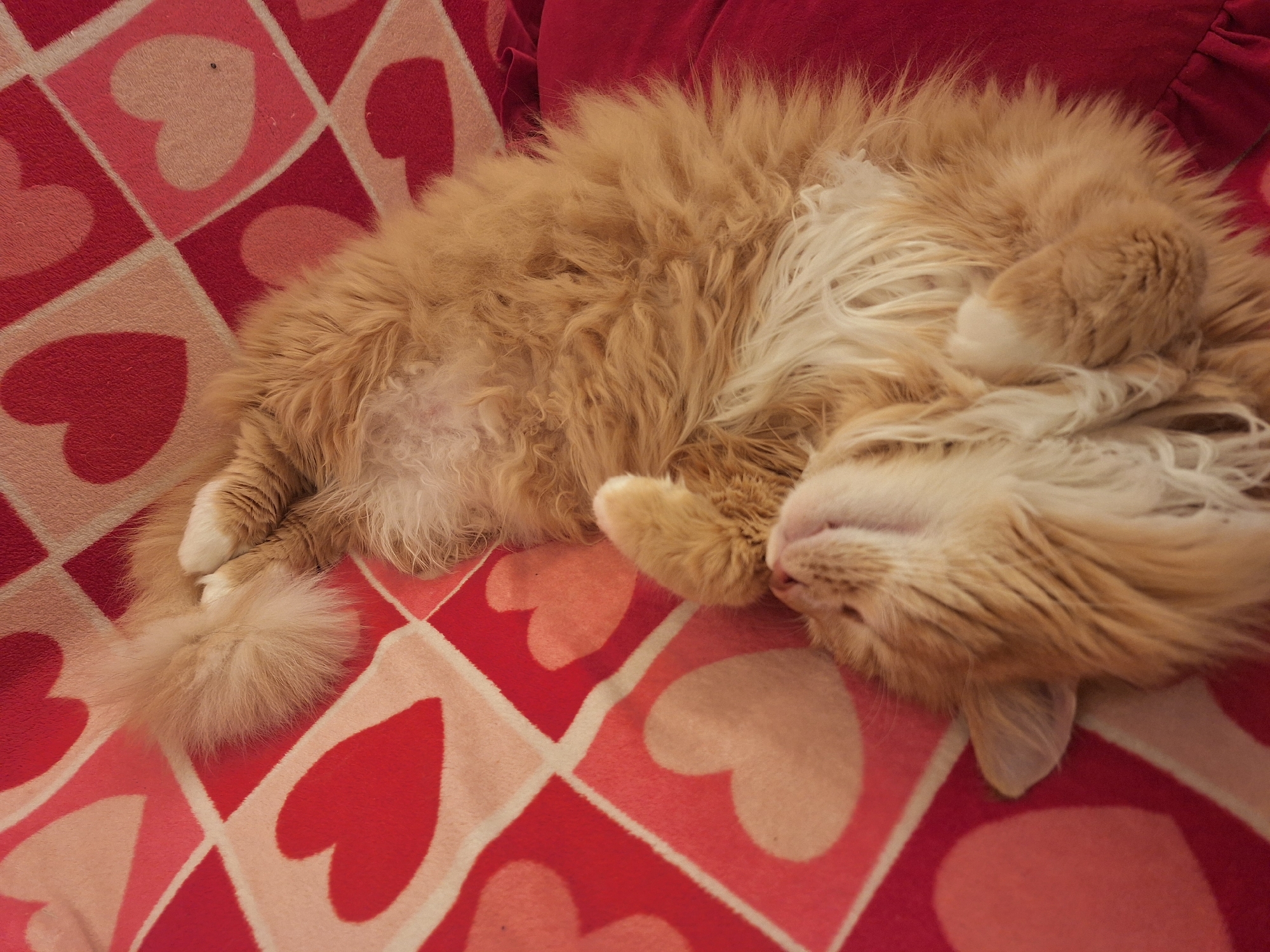 A fluffy, light orange cat is curled up asleep on a blanket. The blanket has a pattern of alternating red and pink hearts in a grid. The cat is lying on its side with its paws tucked in close. The head is tilted back, and the eyes are closed. The tail is fluffy and curled. There is a red pillow behind the cat. There is no evidence to suggest this image was taken in Varna, Bulgaria.