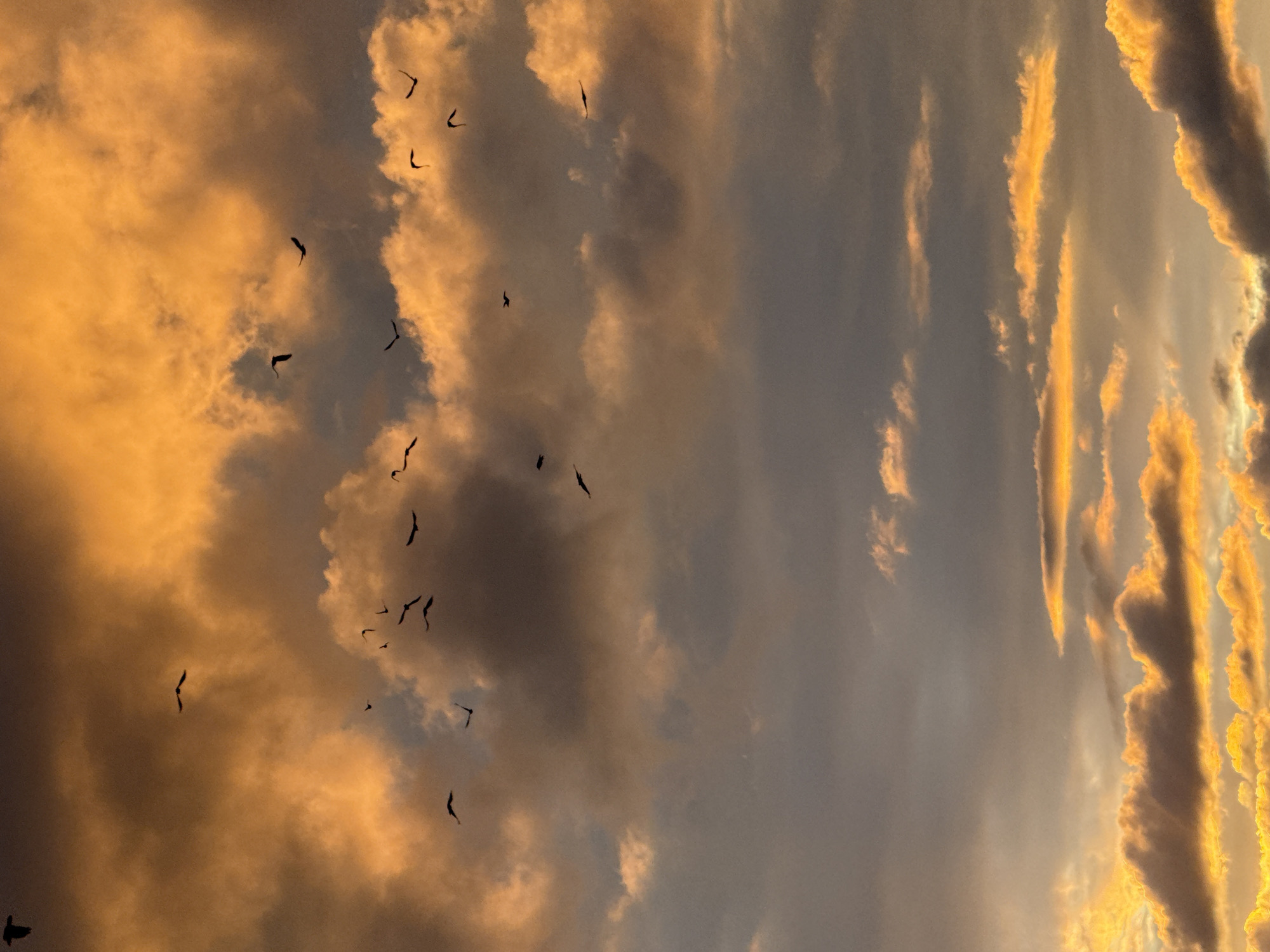 The image is a vertical, eye-level shot of a dramatic sky filled with numerous birds in flight against a backdrop of heavily textured, vividly colored clouds. The clouds exhibit a striking gradient from deep oranges and yellows at the top to grays and darker hues towards the bottom, suggesting either a sunrise or sunset. The light is intense, illuminating the edges and undersides of the clouds, creating a high-contrast scene.
The birds, silhouetted against the bright sky, appear to be a flock, scattered across the frame in various poses of flight. Their small, dark shapes contrast sharply with the luminous clouds. The overall atmosphere is one of natural spectacle and movement, with the birds adding a dynamic element to the already dynamic sky.
The location is Votkinsk, Russia. The scene depicts an outdoor natural environment, specifically the sky above the city during twilight. There are no visible man-made structures, people, or specific landmarks that tie it to an urban setting beyond its geographical attribution. The focus is entirely on the natural phenomenon of the sky and the birds within it.