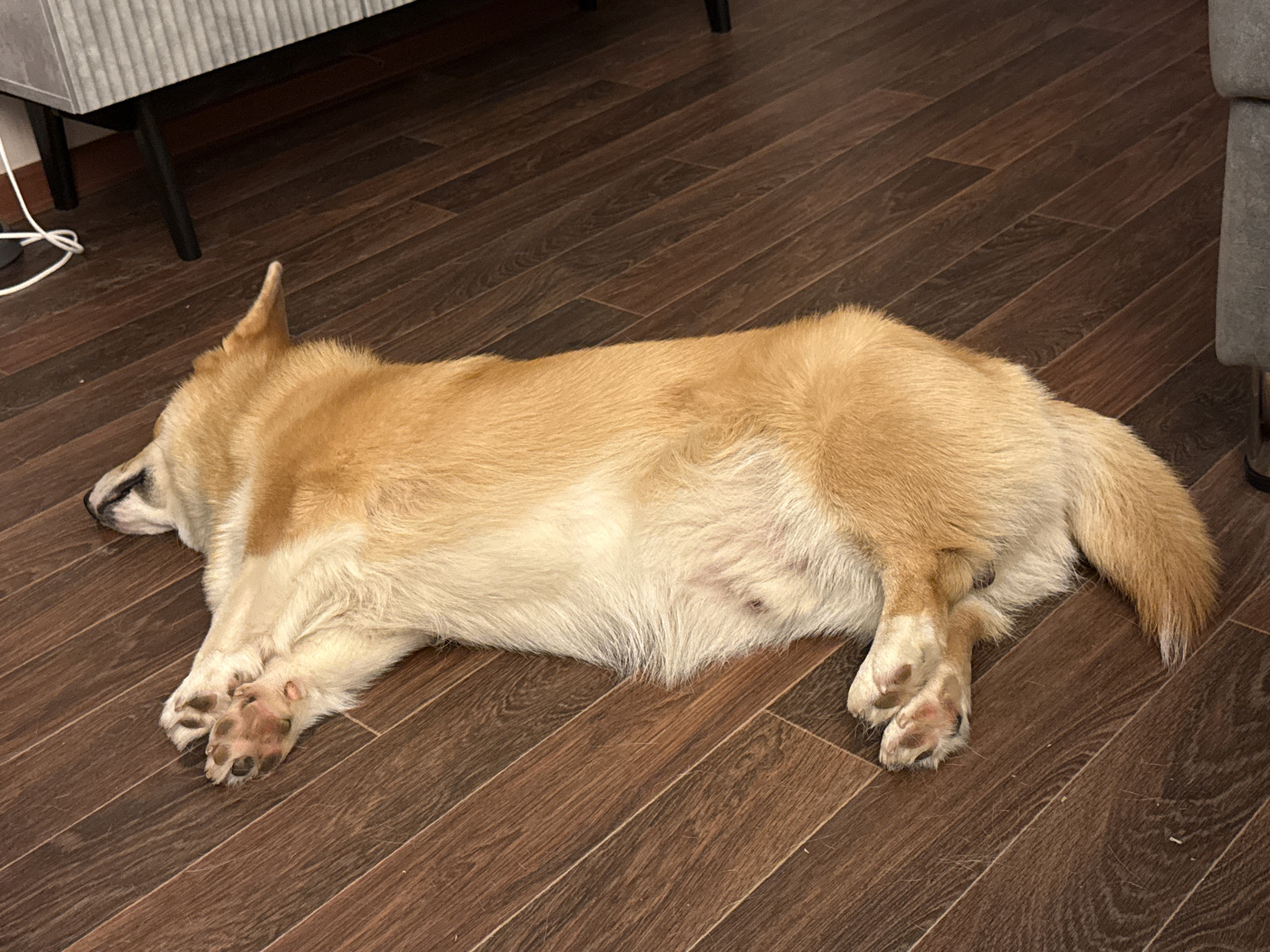 A medium-sized, tan and white corgi is lying on a dark brown, wood-patterned floor. The dog is sprawled out, with its head facing to the left and its body extended towards the right. A small section of a light gray cabinet or sofa is visible in the upper left corner, and part of a gray sofa is visible in the upper right. The scene is indoors, with artificial lighting. There is no evidence indicating that this image was taken in Votkinsk, Russia.