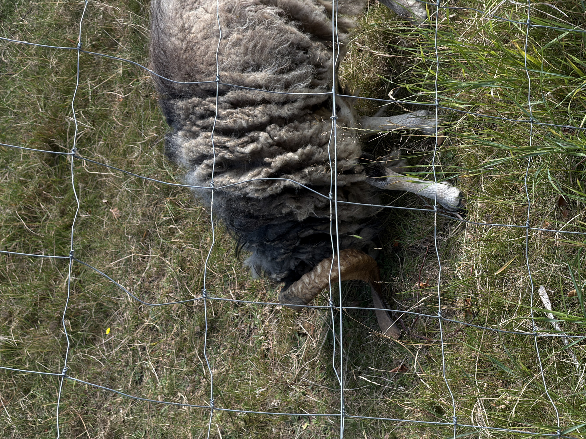 A ram with coarse, grey wool and curved horns is grazing in a grassy field, seen through a wire fence. The ram's head is lowered towards the ground. The environment appears rural, with dry grass and some green shoots visible. There are no people or buildings present in the image. The setting is not specified as being in Dieppe, France.
