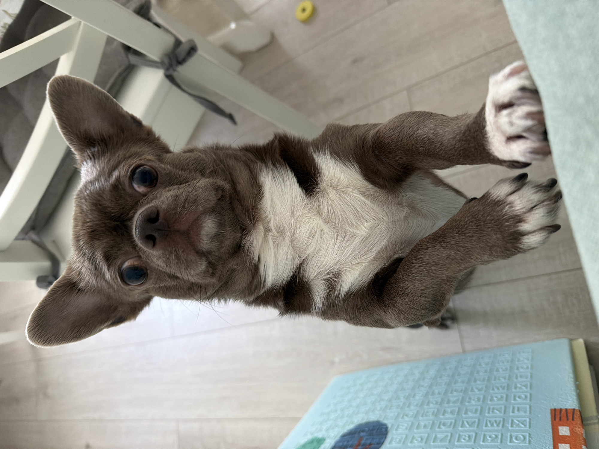 A brown and white Chihuahua dog is looking up at the camera. The dog is standing on a grey floor, with its front paws resting on a light blue object. To the left of the dog is a white chair. The background is blurred. There is no indication of the image being taken in Votkinsk, Russia.