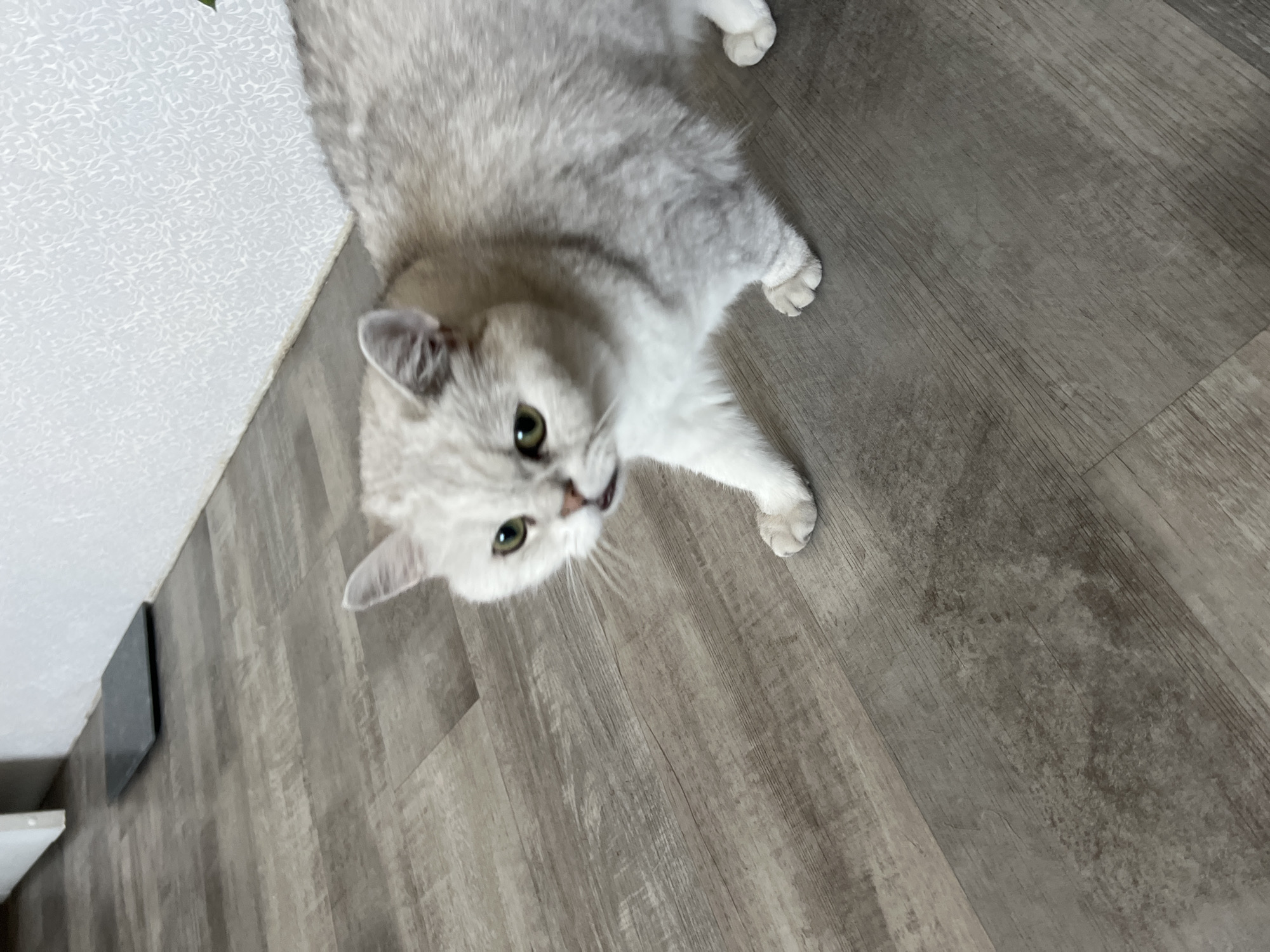 A silver-grey cat with green eyes is lying on a grey wood-patterned floor. The cat's head is near the bottom left of the frame, while its body extends upwards and to the right. A white wall with a patterned surface is visible on the left side of the image. A small black object is attached to the bottom left of the wall. The location is not identifiable.