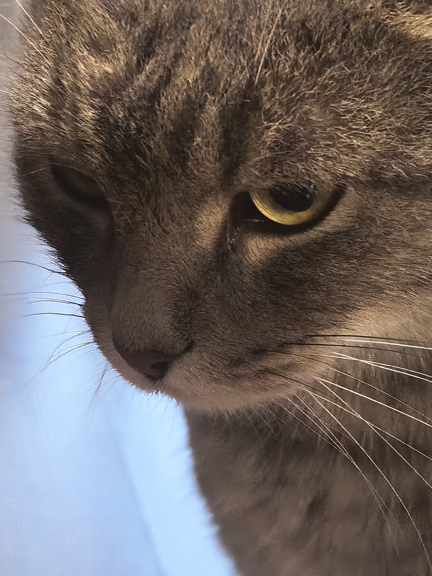 An extreme close-up, low-angle shot focuses on the face of a tabby cat. The cat's fur is primarily gray with darker tabby markings. Its left eye is partially visible, with a yellow iris and a slit pupil. The cat's whiskers are prominent, fanning out from its muzzle. The background is a soft, out-of-focus light blue, suggesting it is looking upwards towards a bright sky or light source. The image captures a moment of introspection or observation by the feline.
