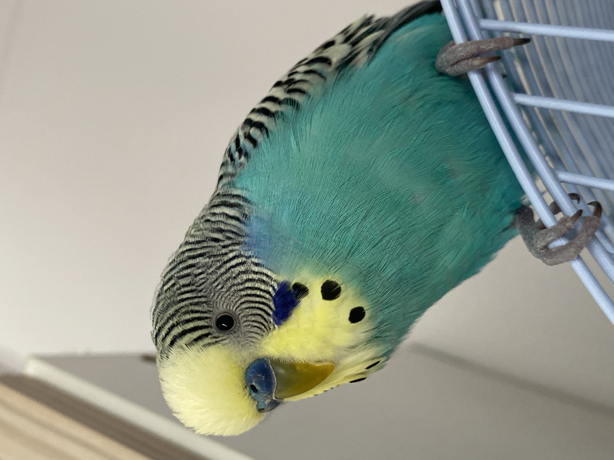 A close-up, angled shot shows a turquoise and yellow budgie clinging to a light blue wire cage. The bird's head is oriented downwards. The budgie exhibits a black and white striped head. It has a blue cere and black spots on its yellow cheek. The bird's feet are grey, and the background is mostly a plain off-white. The location is not determinable from the image.