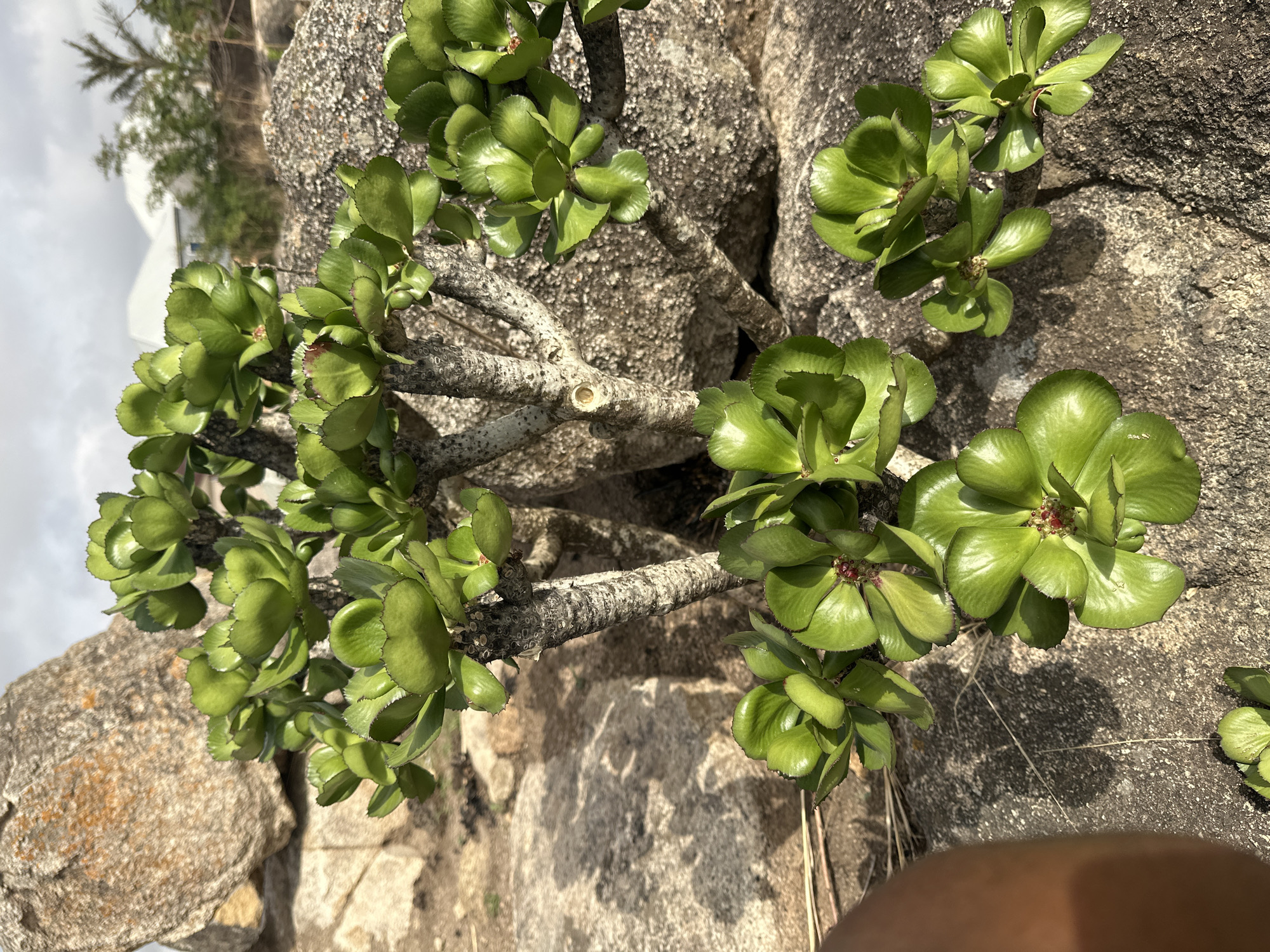 The image shows a succulent plant growing between rocks. The plant has thick, glossy green leaves arranged in rosette-like clusters on grey, branching stems. The rocks are weathered and textured. The scene appears to be outdoors, with some buildings and vegetation visible in the blurred background. The location is suggested to be Jos, Nigeria. The image is taken at an angle. A part of a human body is visible in the bottom right corner.