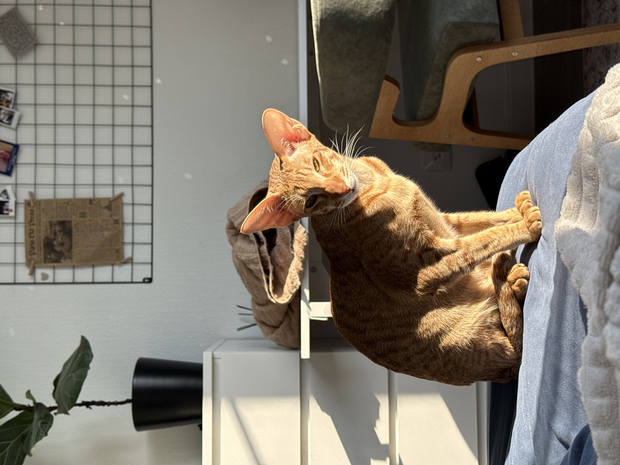 A ginger cat with large ears and green eyes is positioned on a blue surface covered in what appears to be a blanket or towel. The cat is looking toward the camera with its head tilted to the left, creating a curious expression. The cat is lying on the right side of the image, with the front paws visible and positioned together.
The background includes a white wall with a wire grid display holding photographs and other items, a potted plant on top of a white cabinet. Next to the white cabinet is a light brown cloth bag hanging. Further back, there's a chair with a light wooden frame and an upholstered seat.
The image is taken indoors with natural light that is casting shadows and highlights across the scene.
There is no information in the image to indicate this photograph was taken in Moscow, Russia.