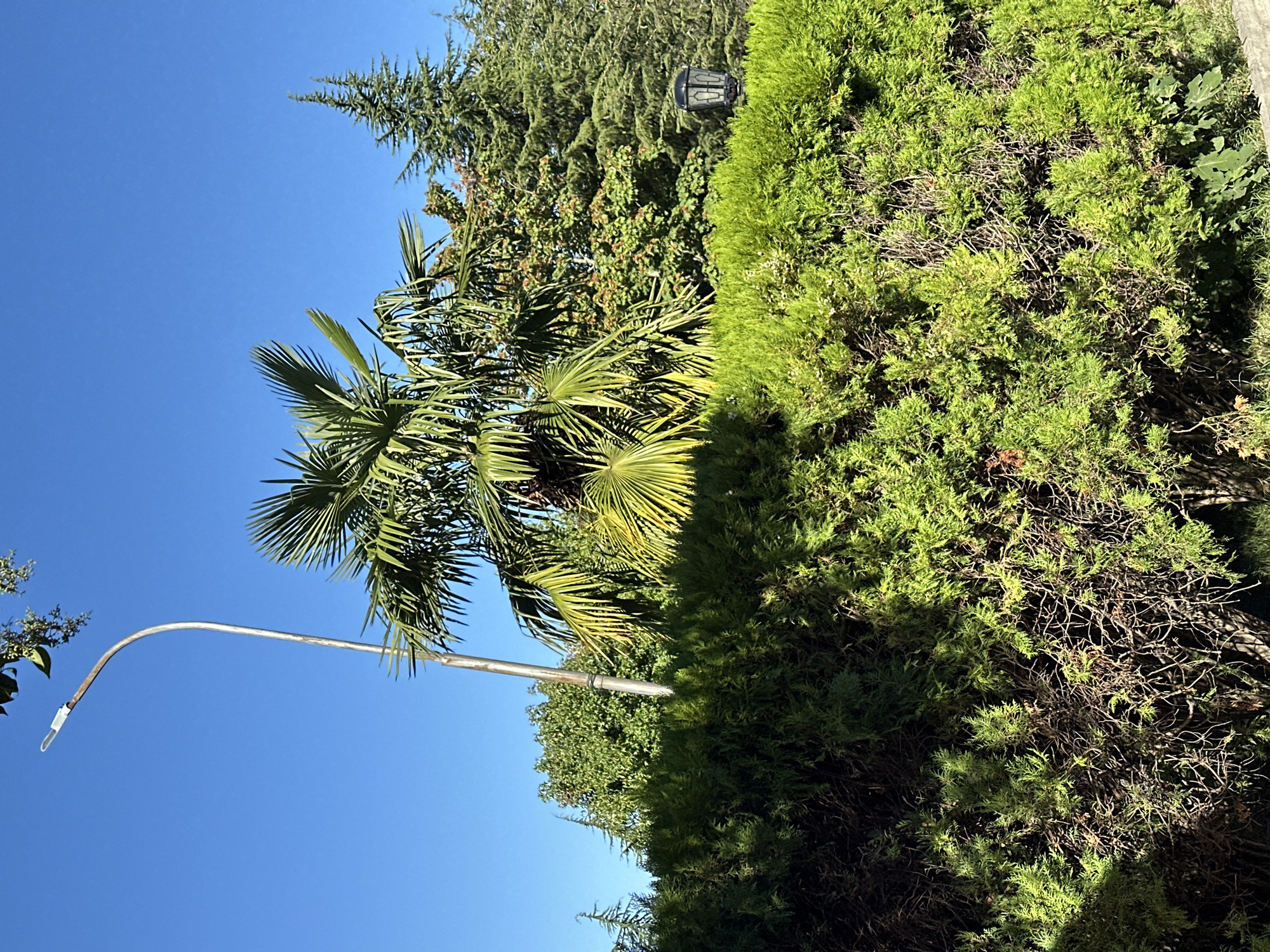 The image captures a sunny outdoor scene in Sochi, Russia, featuring lush greenery and a clear blue sky. In the foreground, a dense, well-maintained green hedge dominates the lower half of the frame, with some exposed branches and a hint of fallen leaves at the base. Behind the hedge, a variety of trees are visible, including a prominent palm tree with its fronds fanned out, and several coniferous trees that taper to a point. A street lamp with a curved metal pole stands to the left of the palm tree, its light fixture obscured by the foliage. To the right, a black lantern-style lamppost is partially visible amongst the trees. The overall impression is one of a well-kept park or garden area, bathed in bright sunlight that casts shadows on the vegetation.