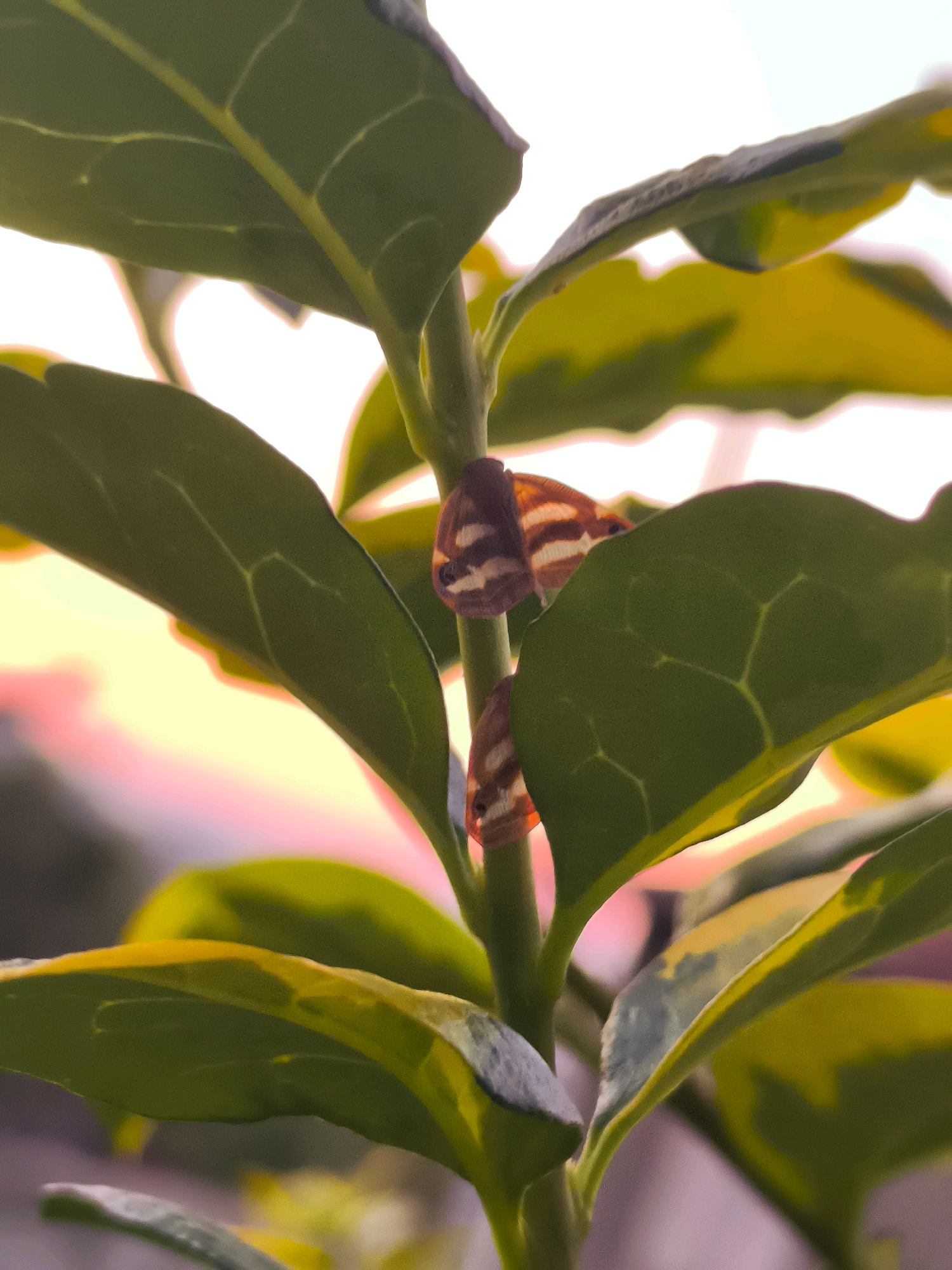 The image is a close-up, vertical shot of a plant stem with two small insects, likely moths or butterflies, perched on it. The insects have striped wings, predominantly orange and white. The plant has green leaves, some with yellow variegation, and appears to be outdoors with a blurred background suggesting a natural or garden setting. The lighting suggests it might be late afternoon or early morning, with a soft, warm glow on the foliage. The scene is devoid of any indication of human presence or urban environment, making it impossible to pinpoint a location within the city of Batumi, Georgia, or any other specific urban setting.