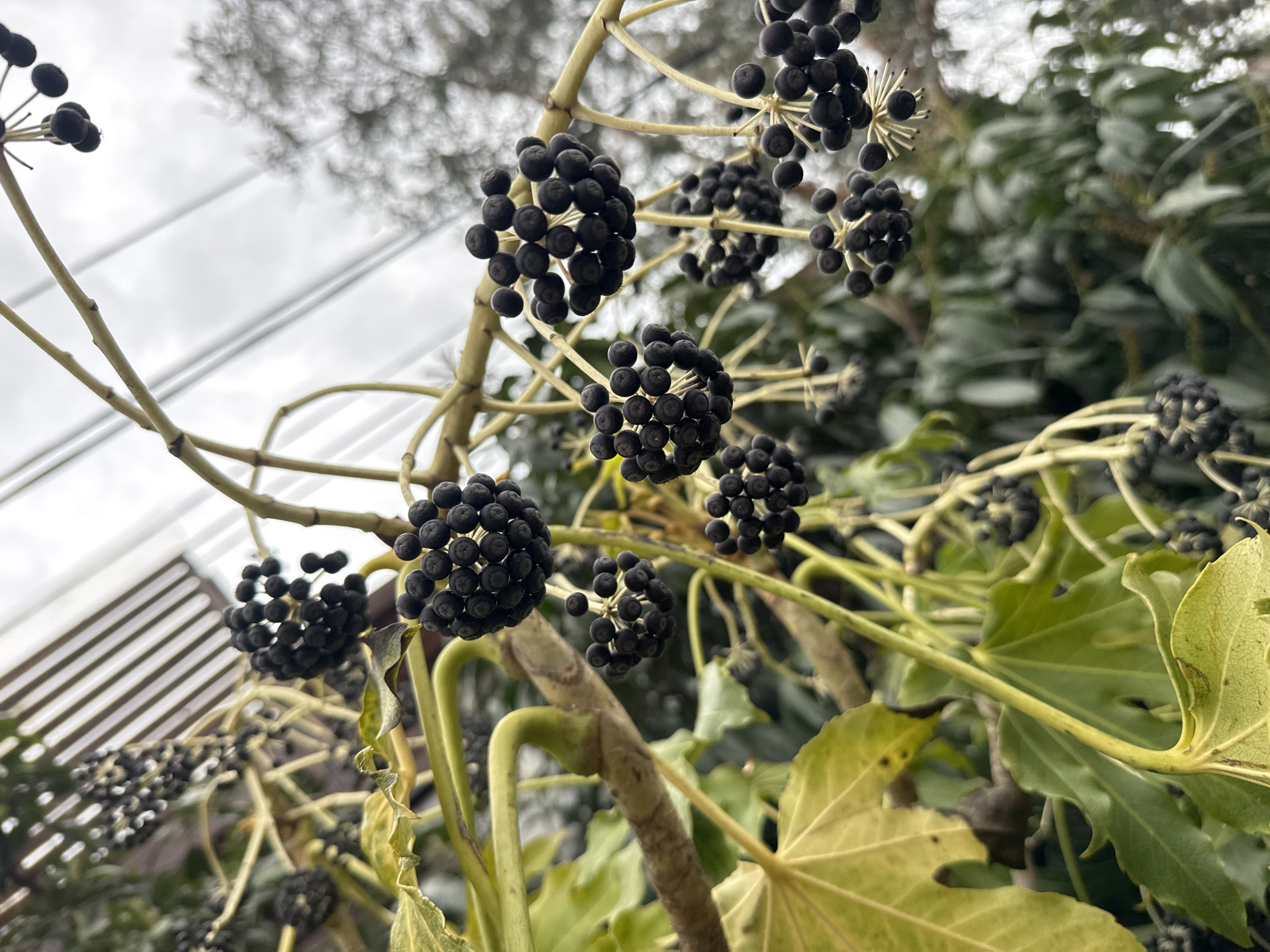 The image shows a cluster of black berries hanging from thin, light-yellow branches against a backdrop of greenery and a partially visible building structure with glass panels. The berries are clustered densely, with some stems extending beyond the berry clusters. The leaves are broad, yellowish-green, and appear somewhat aged. The building in the background features a glass panelled roof. While it is challenging to definitively confirm the location, the presence of the specific type of berry, architecture and overall flora is highly suggestive of the subtropical and warm temperate climate zone characteristic of Sochi, Russia.