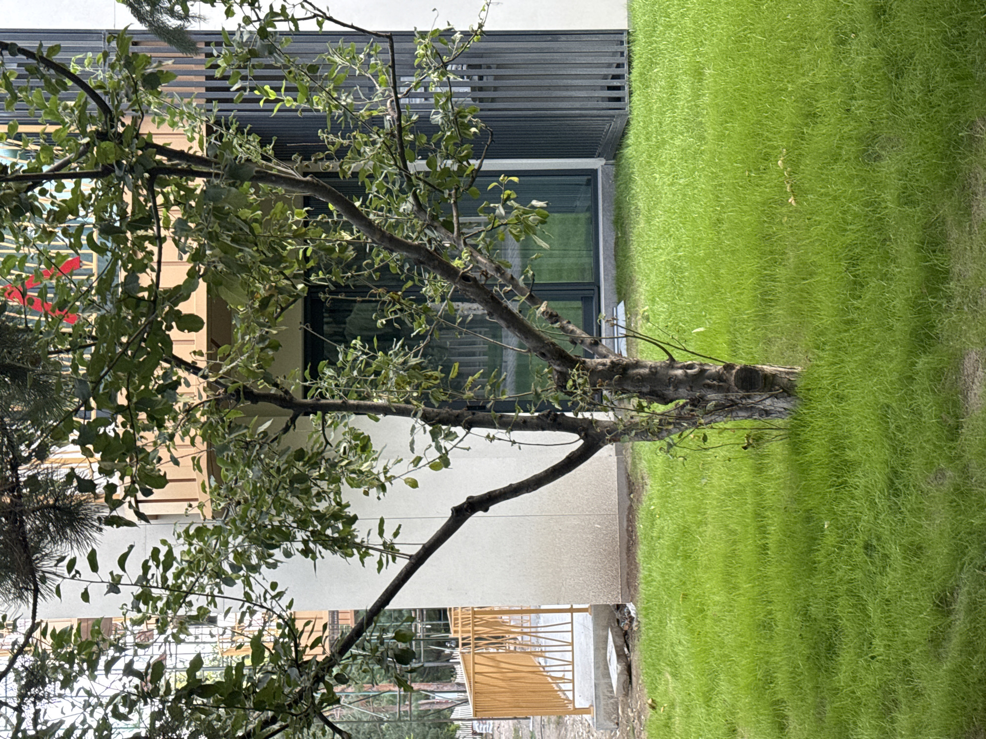 This is a medium shot of a young apple tree in a freshly mowed lawn. The tree has a slender trunk and several thin branches reaching upwards, covered in green leaves. Behind the tree, a modern building with a white facade, large glass windows, and dark vertical metal siding is visible. To the left of the building, a tan metal fence lines a pathway leading away from the scene. The lawn appears well-maintained, with a slight shadow cast by the tree in the foreground. The scene is set outdoors, likely in a residential or commercial area within the city of Sary-Oy, Kyrgyzstan, as indicated by the surrounding modern architecture and landscaping. There are no people or animals present in the image. The overall impression is one of new development and tidy grounds.