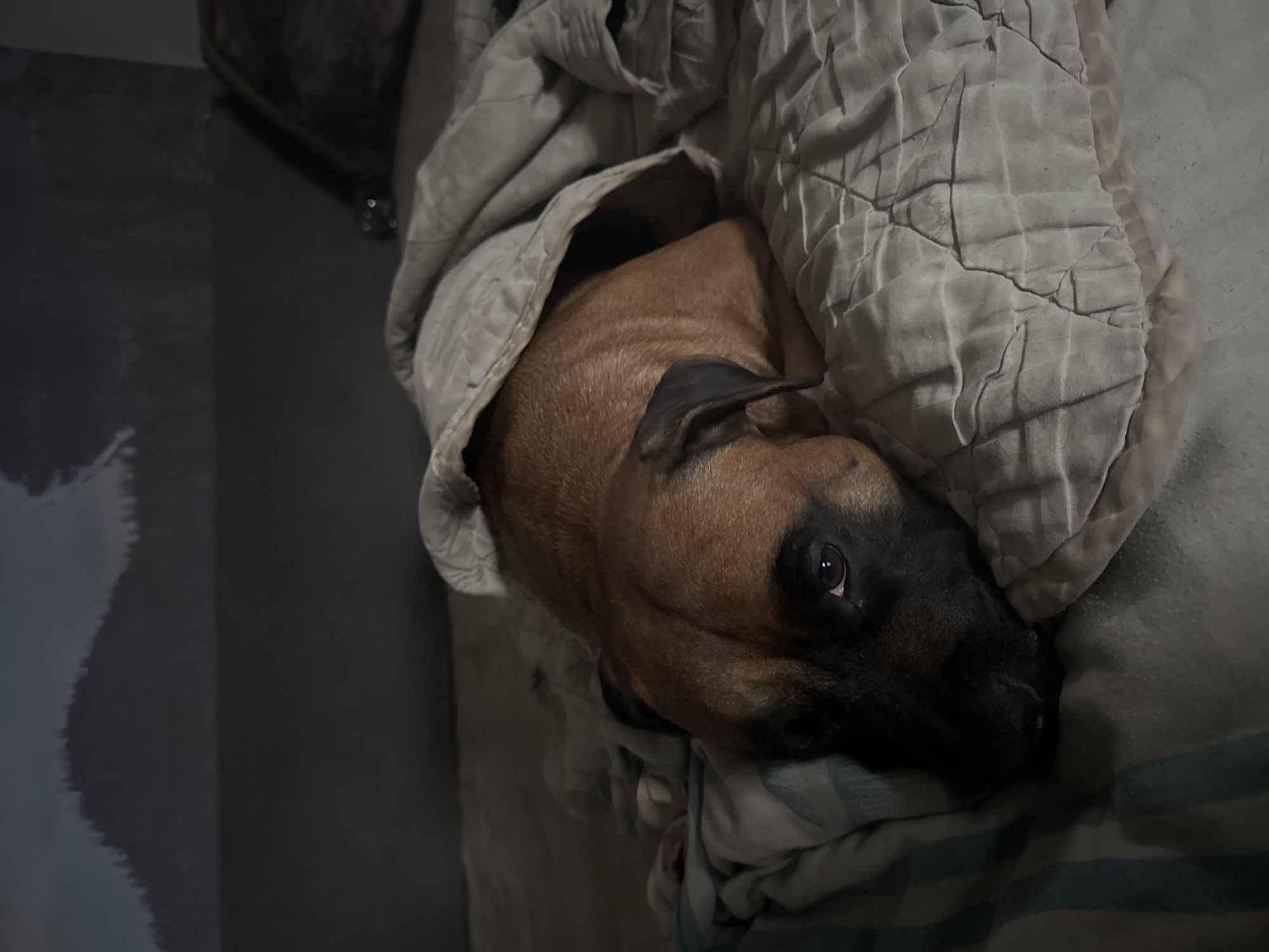 A close-up, indoor shot depicts a brown and black dog snuggled under a quilted, light-grey blanket. The dog's head is visible, with one eye open and looking directly at the camera. A portion of a light-blue and white striped sheet can be seen beneath the blanket. To the left, a dark area is visible, potentially a wall or corner of the room. The location is unknown, and there is no evidence to suggest the location is Chaikovsky, Russia.
