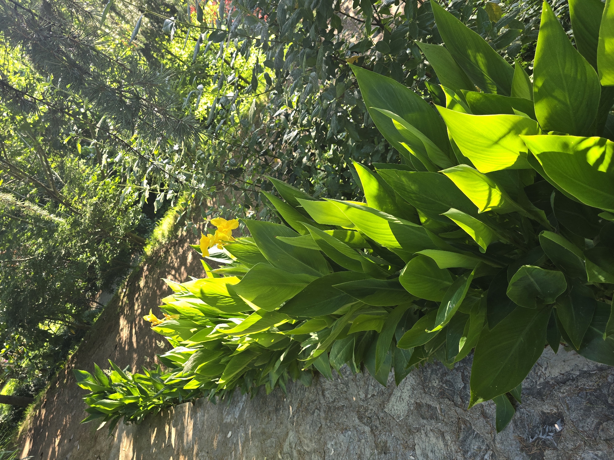 A sun-drenched pathway is bordered on the left by a low stone wall, and on the right by a lush row of large, green Canna Lily plants. Two bright yellow Canna Lily blossoms are visible amongst the foliage. Behind the Canna Lilies, the ground slopes upwards, covered in a dirt path and dappled with sunlight and shadow. Further up the slope and to the right, dense green foliage and tree branches create a shaded canopy. The image appears to be taken outdoors, possibly in a park or garden setting. There are no people or animals present. The scene is peaceful and natural, with the sunlight highlighting the vibrant green of the plants. The location is specified as Beşiktaş, Turkey, suggesting an urban park or botanical garden within the district.