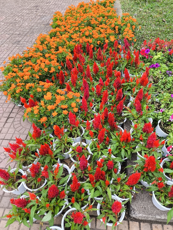 The scene depicts an outdoor floral display in Tuy Hòa, Vietnam. In the foreground and midground, numerous red Celosia (cockscomb) plants are arranged closely in individual white plastic pots. To the left and slightly behind this arrangement, a large bed of vibrant orange cosmos-like flowers with green foliage borders a light-colored paved pathway constructed from interlocking rectangular pavers. To the right of the red Celosia, another section of green ground cover is visible, containing smaller, mixed-color flowers, including pink and purple varieties, some of which are also in white pots. A patch of green grass is visible in the upper right background. The area appears to be a public garden or park section. No individuals or active interactions are present.