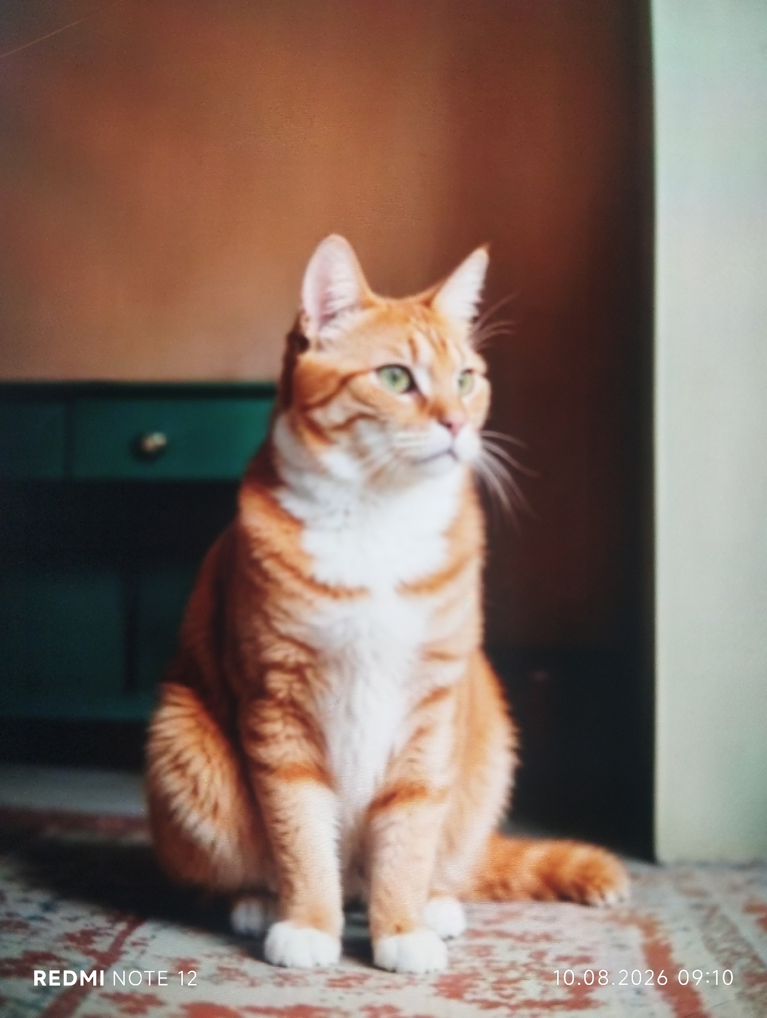 An orange tabby cat with green eyes is sitting on a patterned rug in what appears to be an indoor setting. The cat is facing to the right of the frame. Behind the cat, a dark green cabinet with gold knobs is visible. The wall behind the cabinet is a warm brown color. To the right of the cat, a light-colored vertical surface is present. The image has overlaid text in the bottom left and bottom right corners, reading "REDMI NOTE 12" and "10.08.2026 09:10" respectively. There is no information in the image that places it in the city of Shymkent, Kazakhstan.