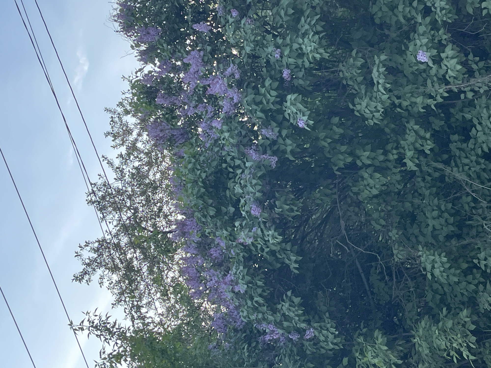 The image captures a view looking up into a tree with lilac flowers interspersed among green leaves. Electrical power lines are visible in the upper left corner of the frame, angled across the sky. The sky is light blue with some clouds. The location is Molokovo, Russia, indicated by the context. No people, subjects, objects, actions, or interactions are discernible other than the presence of the tree, flowers, power lines, and sky within an outdoor environment.