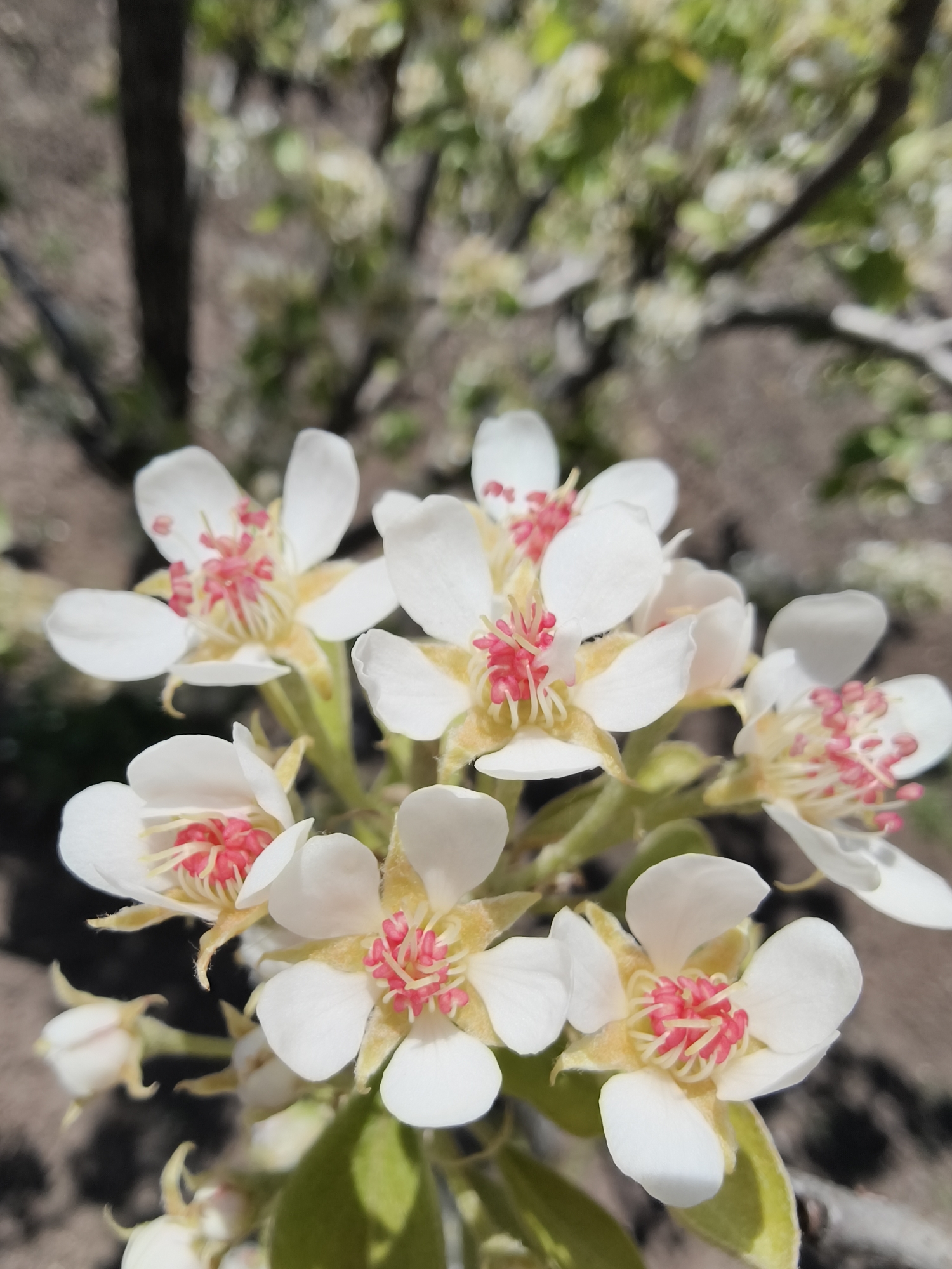 A close-up, brightly lit photograph showcases a cluster of small, delicate white flowers in full bloom. Each flower features five pristine white petals surrounding a vibrant center composed of numerous slender, bright pink stamens topped with yellow anthers, emanating from a yellowish-green base. Several individual flowers are visible, arranged in a small bunch, with one prominent blossom slightly to the upper left of the center.
The background is heavily blurred, creating a soft bokeh effect with muted tones of green and brown, suggesting the foliage and branches of a tree or shrub. This shallow depth of field keeps the focus sharply on the intricate details of the blossoms. The lighting is natural and bright, indicating it is daytime, possibly under clear skies. There is no visible text in the image. The scene conveys a sense of natural beauty and the freshness of spring or early summer. While the location is given as Poltavka, Ukraine, no specific geographical markers are discernible within the image itself.
