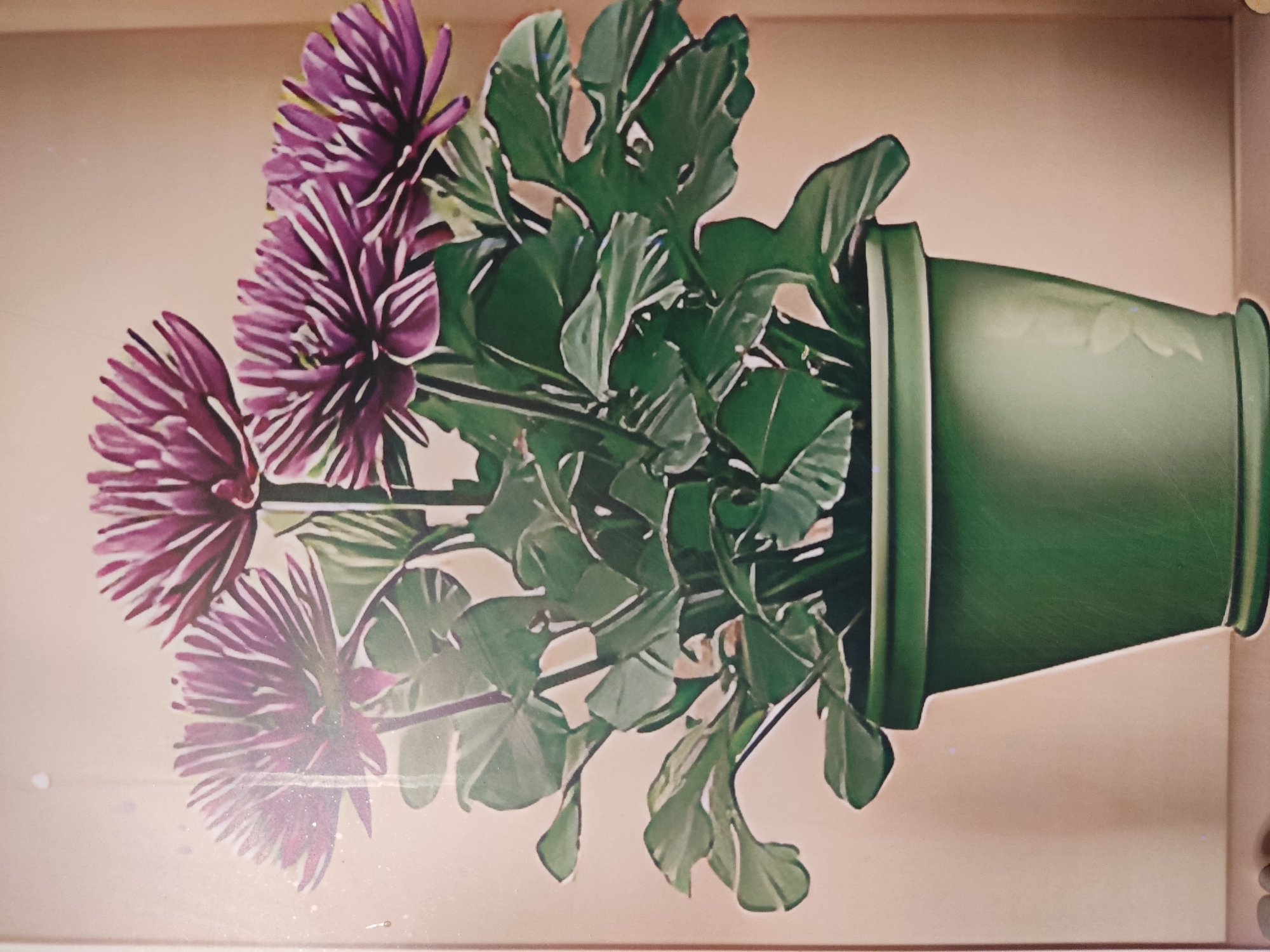 The image depicts a close-up view of a potted plant with purple daisy-like flowers and large green leaves. The plant is housed in a green pot with a simple, flared rim and a wider base. The pot has a subtle floral embossed pattern on its surface. The background is a soft, gradient beige, suggesting an indoor setting or a softly lit outdoor area. The lighting highlights the textures of the petals and leaves, creating shadows and depth. There is no indication of people, actions, or interactions. The image is likely a still life composition. The location in Noginsk, Russia, is not discernible from the visual information provided in the image.