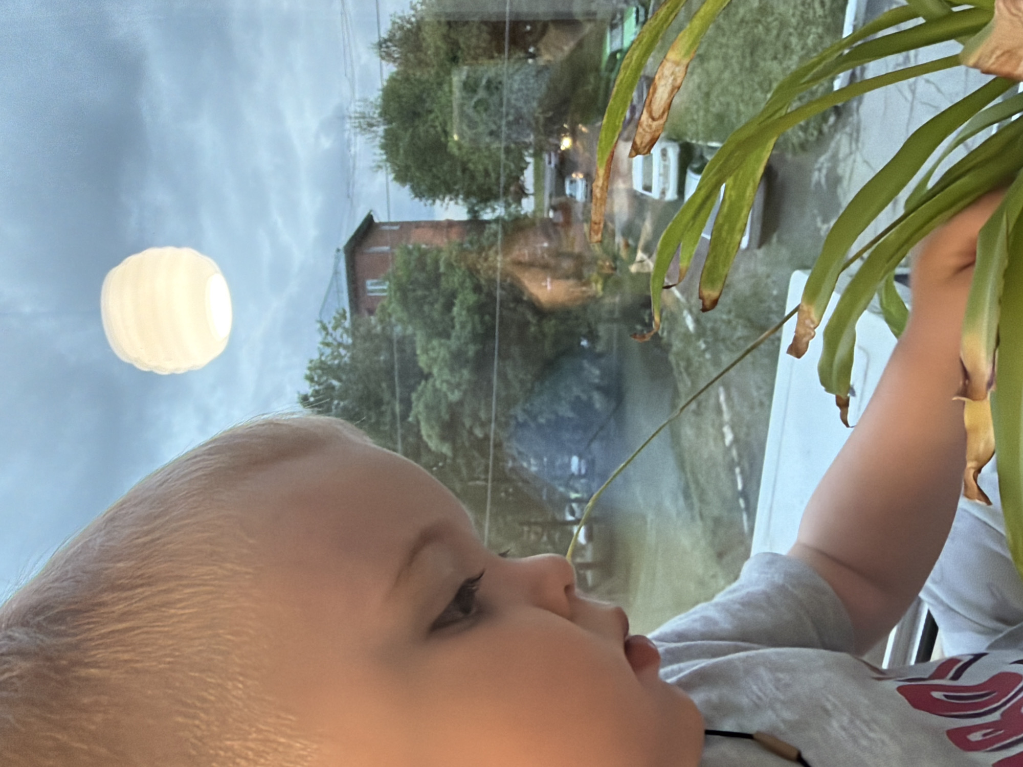 A close-up photograph shows a baby with light blonde hair looking upwards and to the right, seemingly captivated by something outside a window. The baby has chubby cheeks and dark eyelashes, and is wearing a gray shirt with red and white floral patterns. The baby's right arm is raised and partially obscured by the leaves of a houseplant with long, green leaves, some of which have brown tips.
Outside the window, the scene is slightly distorted due to the glass. A two-story brick building is visible amidst green trees, suggesting an urban or suburban environment. The sky is overcast, and a round, white outdoor light fixture is visible. The reflection in the glass creates a layered effect, merging the indoor and outdoor elements. It is impossible to determine if this image was taken in Votkinsk, Russia.