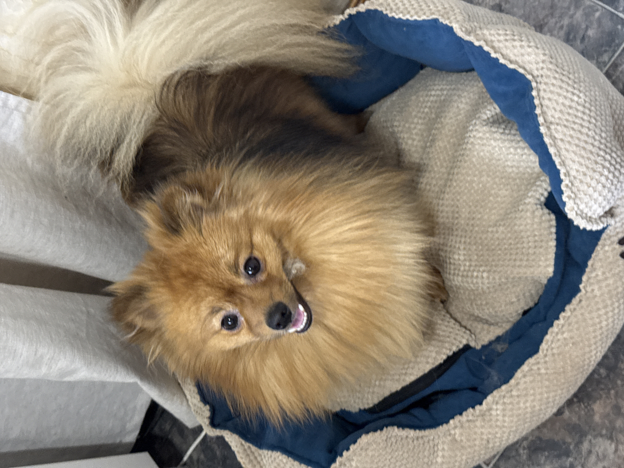 A tan and brown Pomeranian dog sits in a round dog bed with a blue interior and a beige outer fabric. The bed sits on a gray floor, possibly tile. Part of a white object, perhaps furniture, is visible in the lower left corner. The dog is looking up at the camera with its mouth slightly open, revealing its teeth. The photograph was taken in Khimki, Russia.