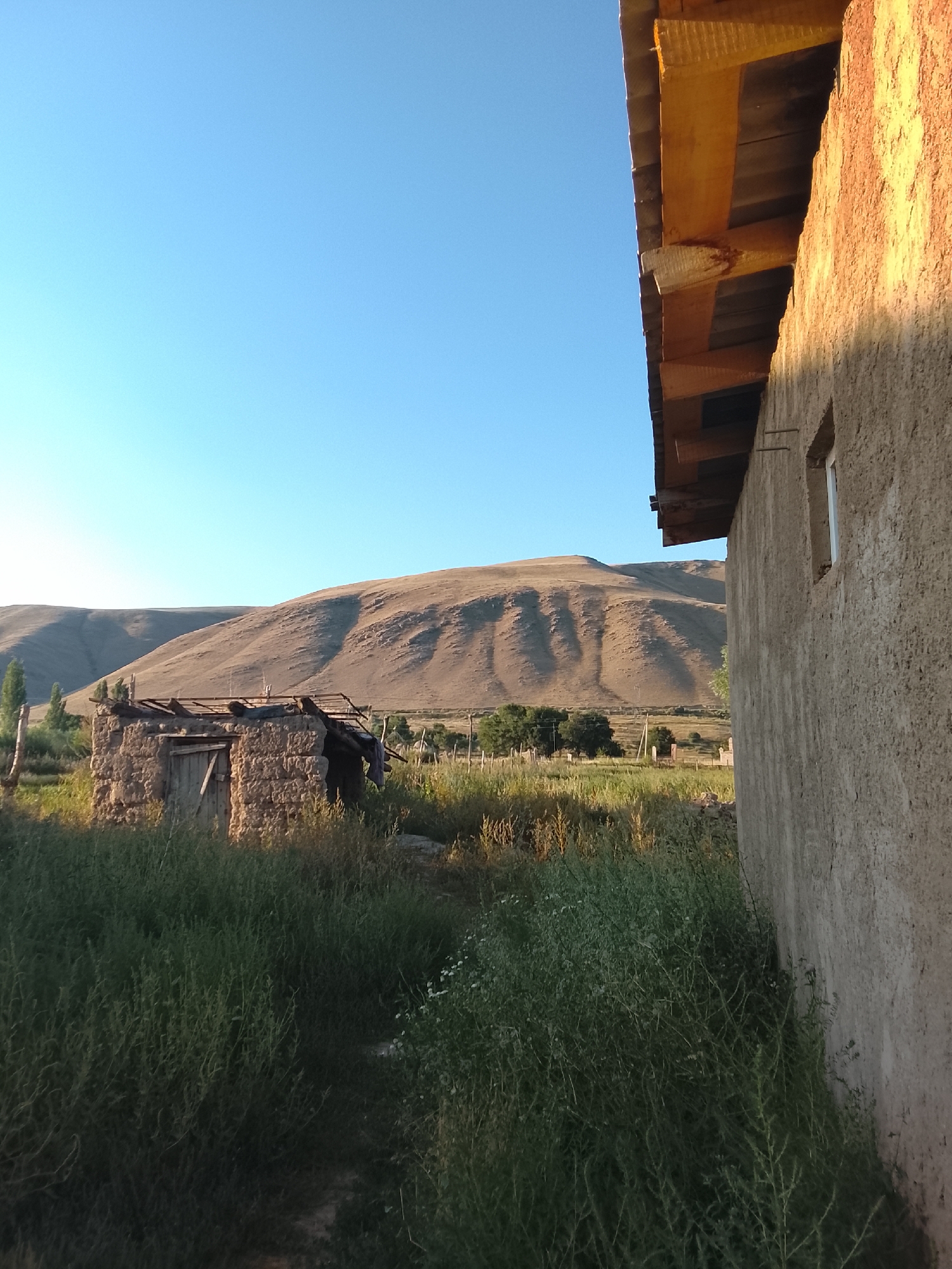 The image depicts a rural scene in the city of Kara-Oy, Kyrgyzstan, under a clear blue sky. In the foreground, to the right, is the side of a light-colored, rough-textured building with a wooden roof structure visible. To the left, partially obscured by tall green grass, is a small, dilapidated structure made of stone or mud bricks with a collapsed roof. Beyond these structures, a grassy field stretches towards a range of rolling, tan-colored hills that dominate the background. The hills show patterns of erosion or shadows, creating a textured appearance. Scattered trees are visible in the middle ground between the structures and the hills. The overall impression is one of a remote, undeveloped, and somewhat neglected rural landscape.