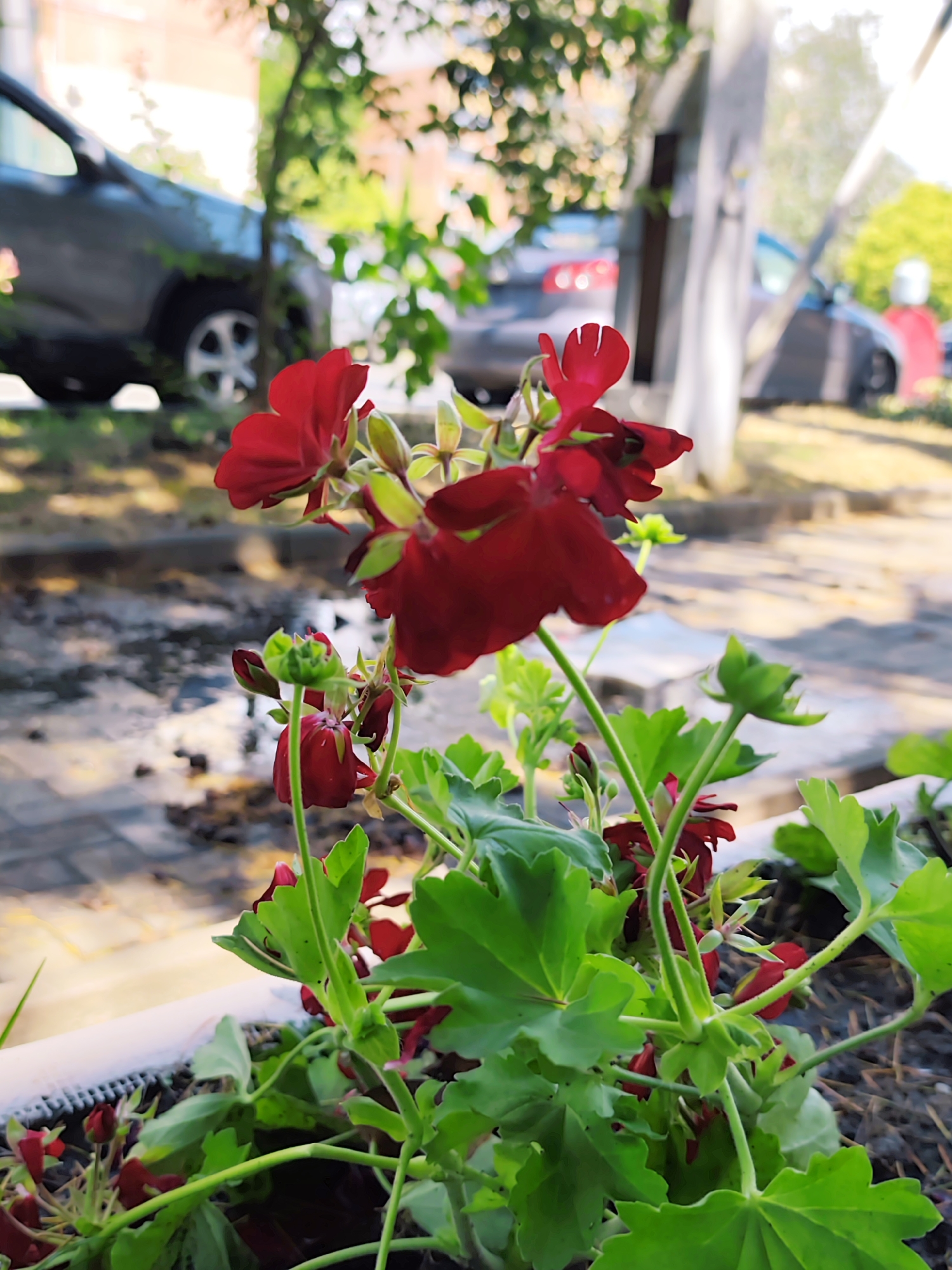 The image shows a close-up view of a potted plant with dark red flowers and green leaves, set against a blurred background of an outdoor urban environment. In the background, a dark-colored SUV is parked on the left, with its front wheel visible. To the right of the SUV, a light-colored building or wall is visible, and further to the right, another vehicle, possibly a red sedan, is partially obscured. The ground appears to be paved with interlocking bricks and there are scattered leaves and debris. The lighting suggests it is daytime, with sunlight casting shadows and highlighting certain areas. There are no people visible in the image. The context of Sochi, Russia, implies a potentially warm climate suitable for outdoor potted plants.
