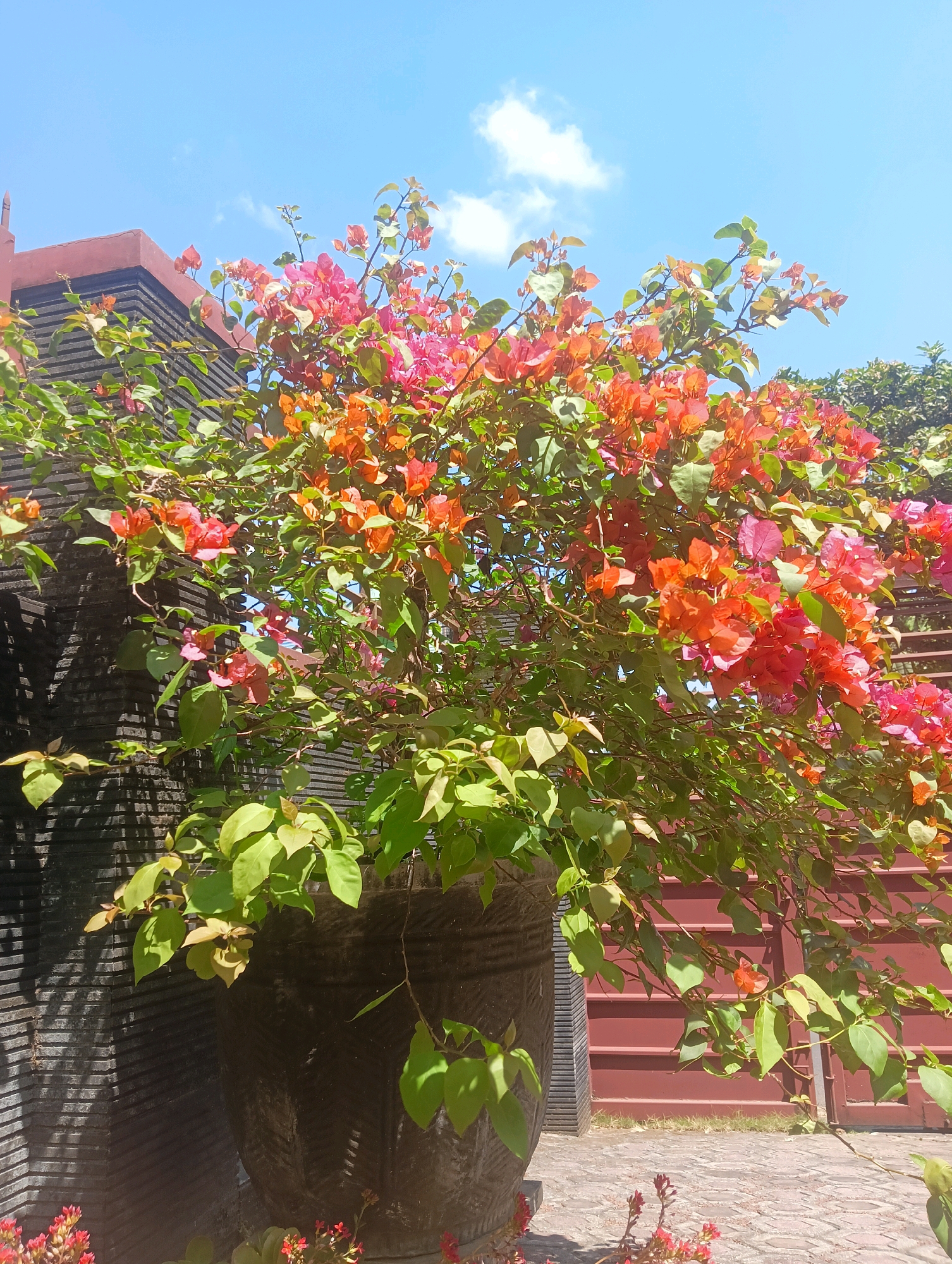 The image captures a vibrant Bougainvillea plant in full bloom, its pink and orange bracts cascading from a large, dark pot. The plant is situated outdoors, with a textured, dark gray stone wall on the left and a reddish-brown, slatted structure in the background. The sky above is a clear blue with a few wispy clouds. The ground is paved with light-colored stones, and there is some green foliage visible at the bottom of the frame. This scene is located in Kromengan, Indonesia, suggesting a warm, sunny climate conducive to plant growth. No people are present in the image.