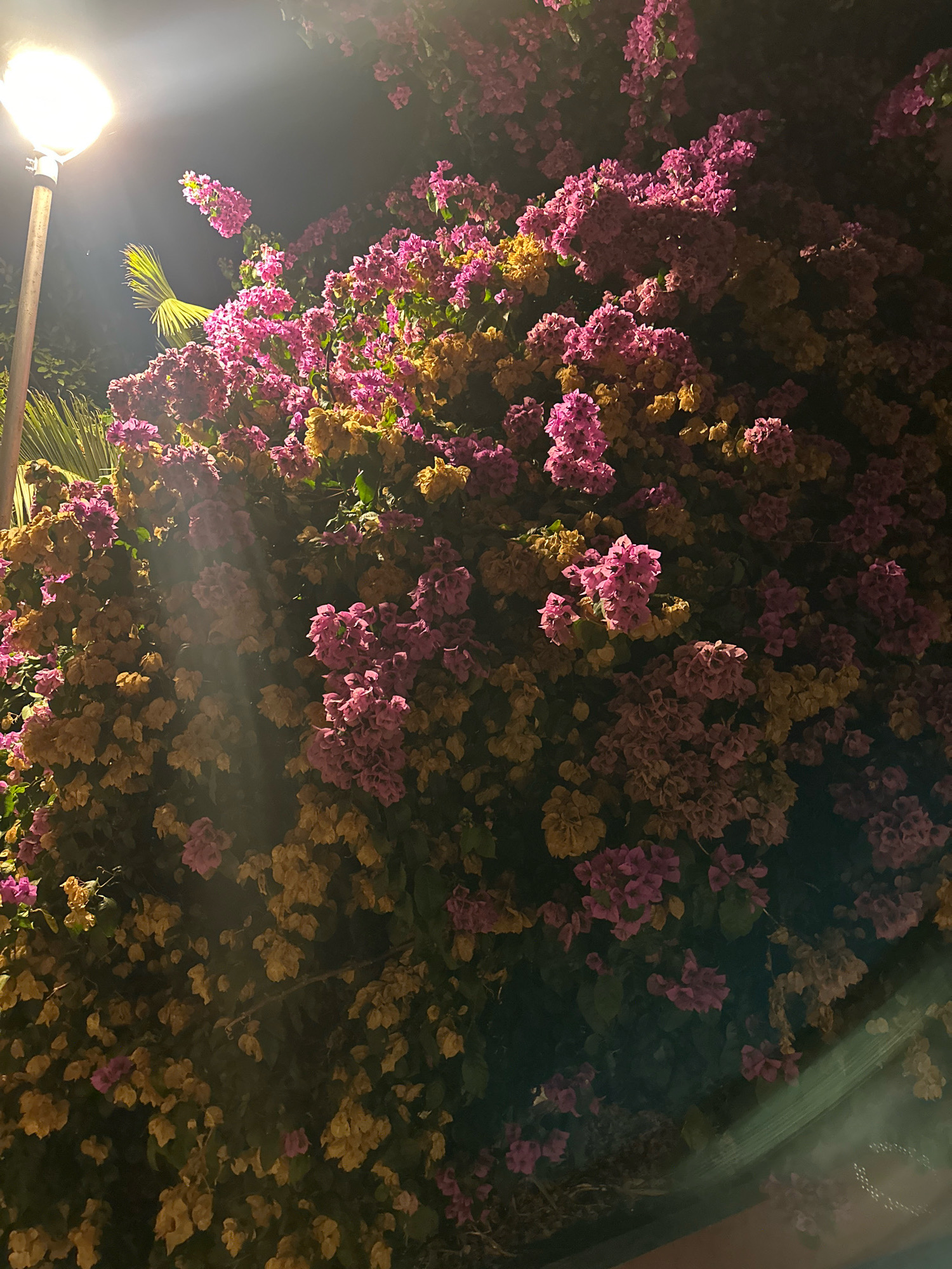 A low-angle, medium shot captures a dense cluster of bougainvillea flowers at night, illuminated by a nearby street lamp. The flowers are a mix of vibrant pink and yellow hues, with some appearing dried and brown. A segment of a palm frond is visible on the left side of the frame, behind the flowers. The street lamp, located in the upper left quadrant, casts a bright, diffused light that creates sunbeam-like effects and highlights the textures of the flora. The background is dark, indicative of nighttime. The scene appears to be in Budva, Montenegro, likely in a garden or public space with landscaping. No people are present.