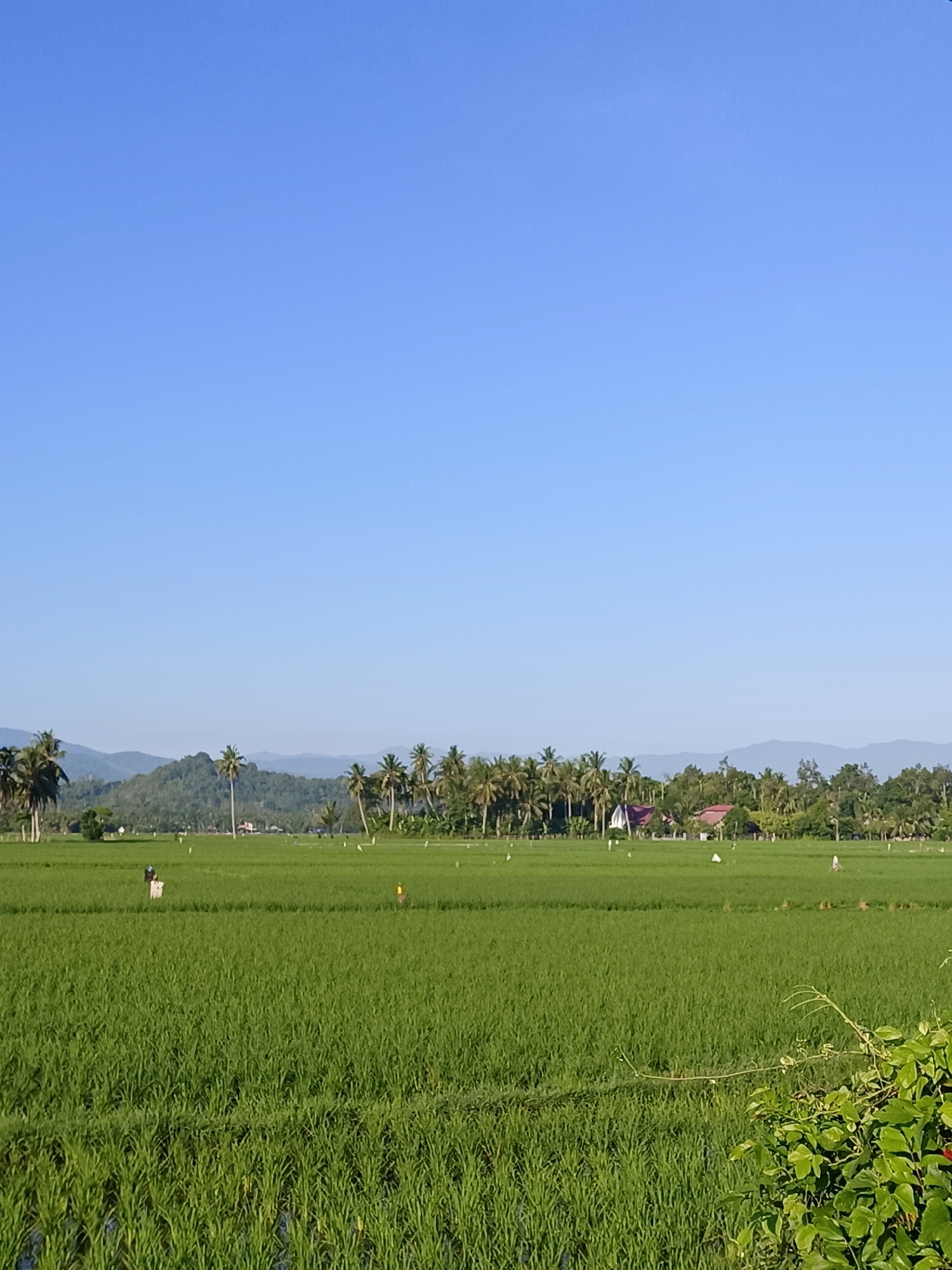 The image depicts a rural landscape in Kampung Jumpa, Indonesia. The foreground is dominated by a vast, vibrant green rice paddy, with rows of young rice plants stretching towards the horizon. The water level in the paddy is visible in some areas, reflecting the clear blue sky. Scattered throughout the rice field are several scarecrows, likely placed to deter birds from damaging the crops.
In the mid-ground, a line of palm trees and other lush vegetation forms a dense green barrier. Behind the trees, the roofs of a few houses are visible, suggesting a small settlement within or near the agricultural area. The houses appear to have traditional Indonesian architectural elements.
The background consists of rolling hills covered in dense green foliage, creating a natural backdrop to the scene. The sky is a brilliant, cloudless blue, indicating a clear and sunny day. The overall impression is one of tranquility and rural life, characteristic of the Indonesian countryside.