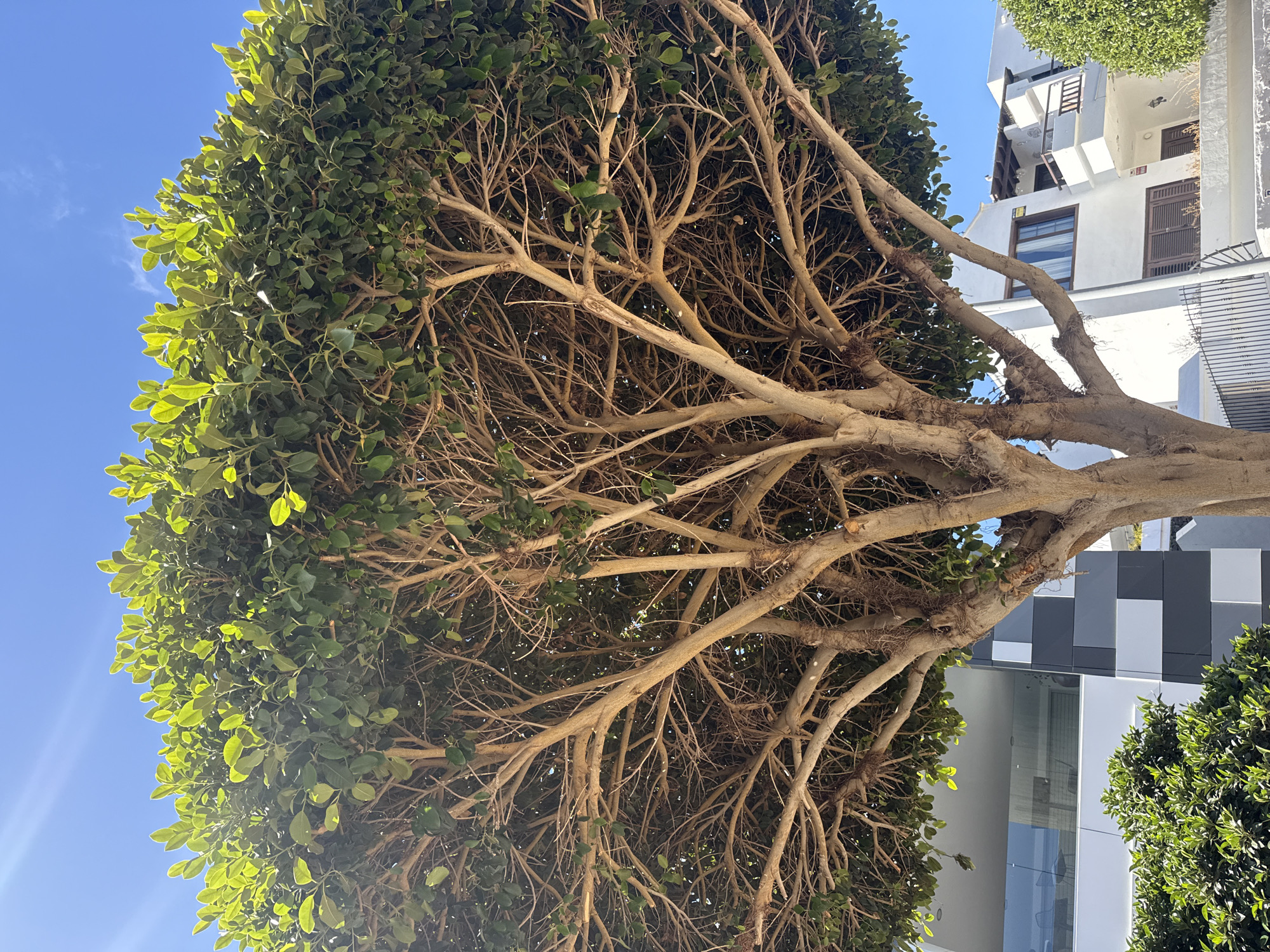 A ground-level, eye-level shot looking up at a tree with a building in the background in Tías, Spain. The tree has a thick trunk with numerous tan-colored branches reaching upward and outward. The tree's foliage is dense and green. In the background is a white building with dark grey accents and a blue sky above. The building appears to be modern in design. The tree is positioned to the left of the building, partially obscuring it. The sky is clear and blue. The sun is shining brightly.