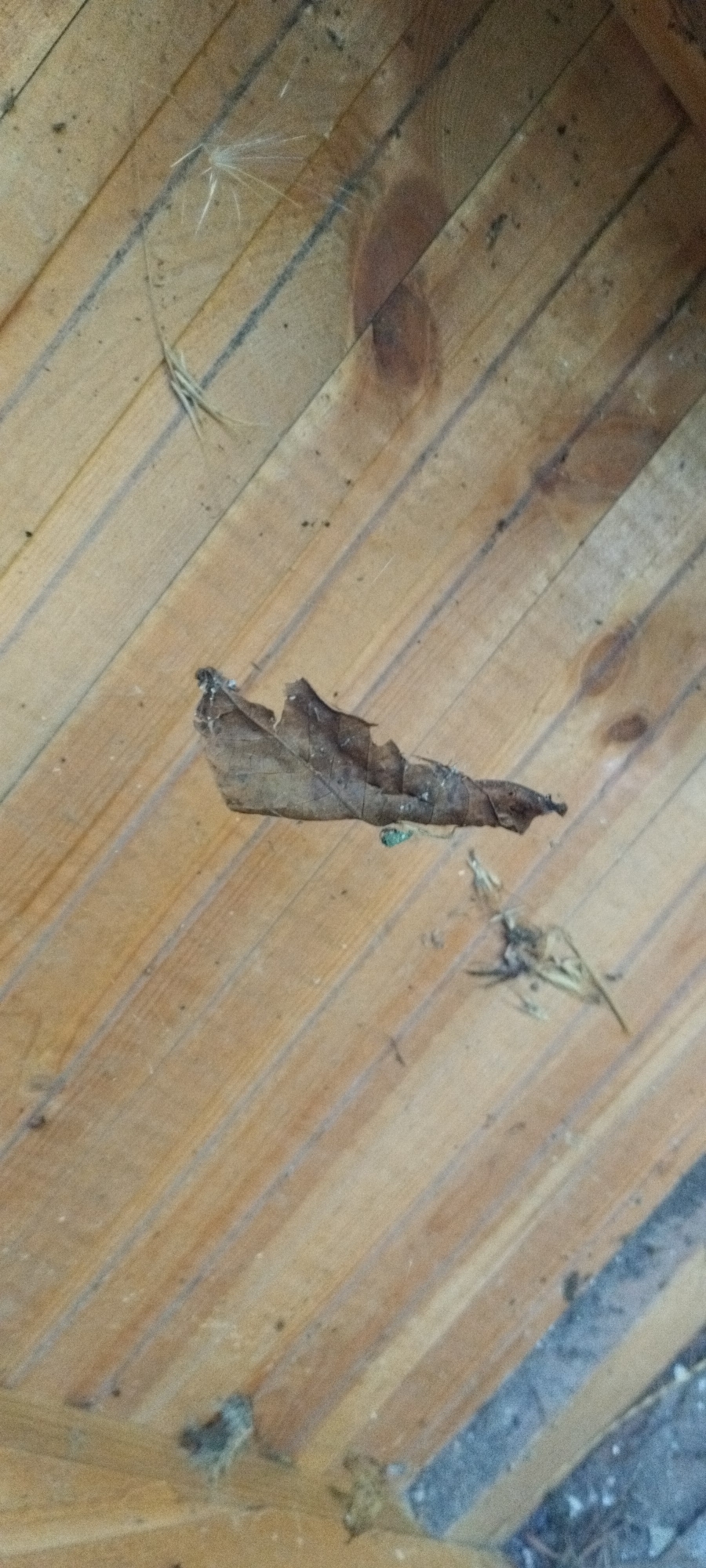 The image shows a close-up, angled view of a wooden surface, possibly a ceiling or a floor, composed of parallel wooden planks. The wood is light brown and appears aged, with visible grain patterns and some knots. Scattered on the surface are natural debris, including a dried brown leaf, some wispy plant material, and what appears to be a small, desiccated insect or plant fragment. The lighting suggests an indoor or shaded outdoor environment. There is no indication of the city of Yaroslavskaya, Russia, or any human activity.