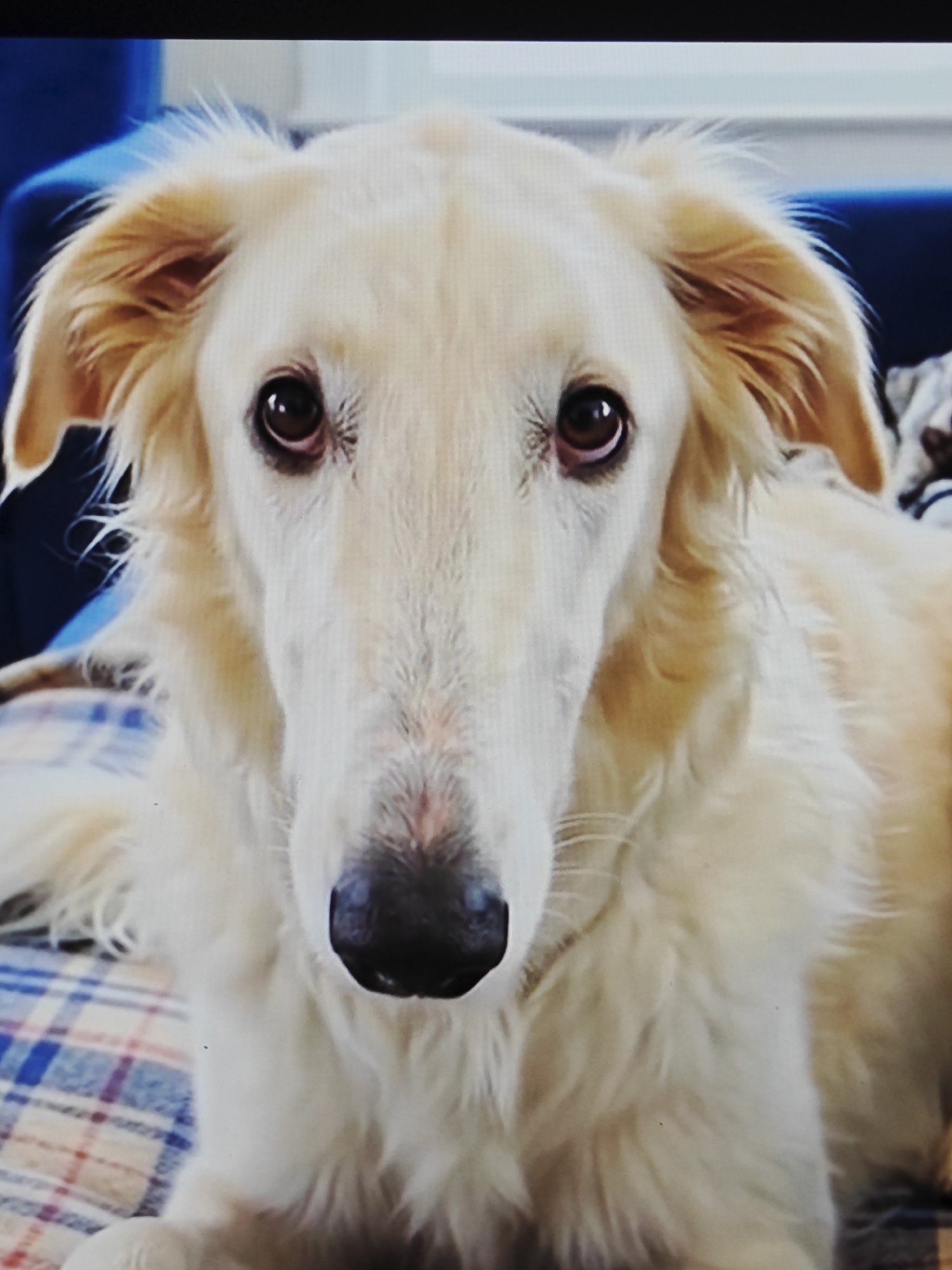 A cream-colored Borzoi dog is the subject of this close-up, head-on portrait. The dog's long, elegant head is centered in the frame, with its large, dark eyes looking directly at the camera. Its ears are long and floppy, with a feathery texture. The dog's nose is black and appears wet. The dog's fur is a creamy white, with some golden highlights around its ears and neck. It is lying down on a blue and red plaid blanket, with a blurred blue background behind it. The lighting is soft and even, highlighting the dog's features. The overall impression is one of calm and gentle observation.