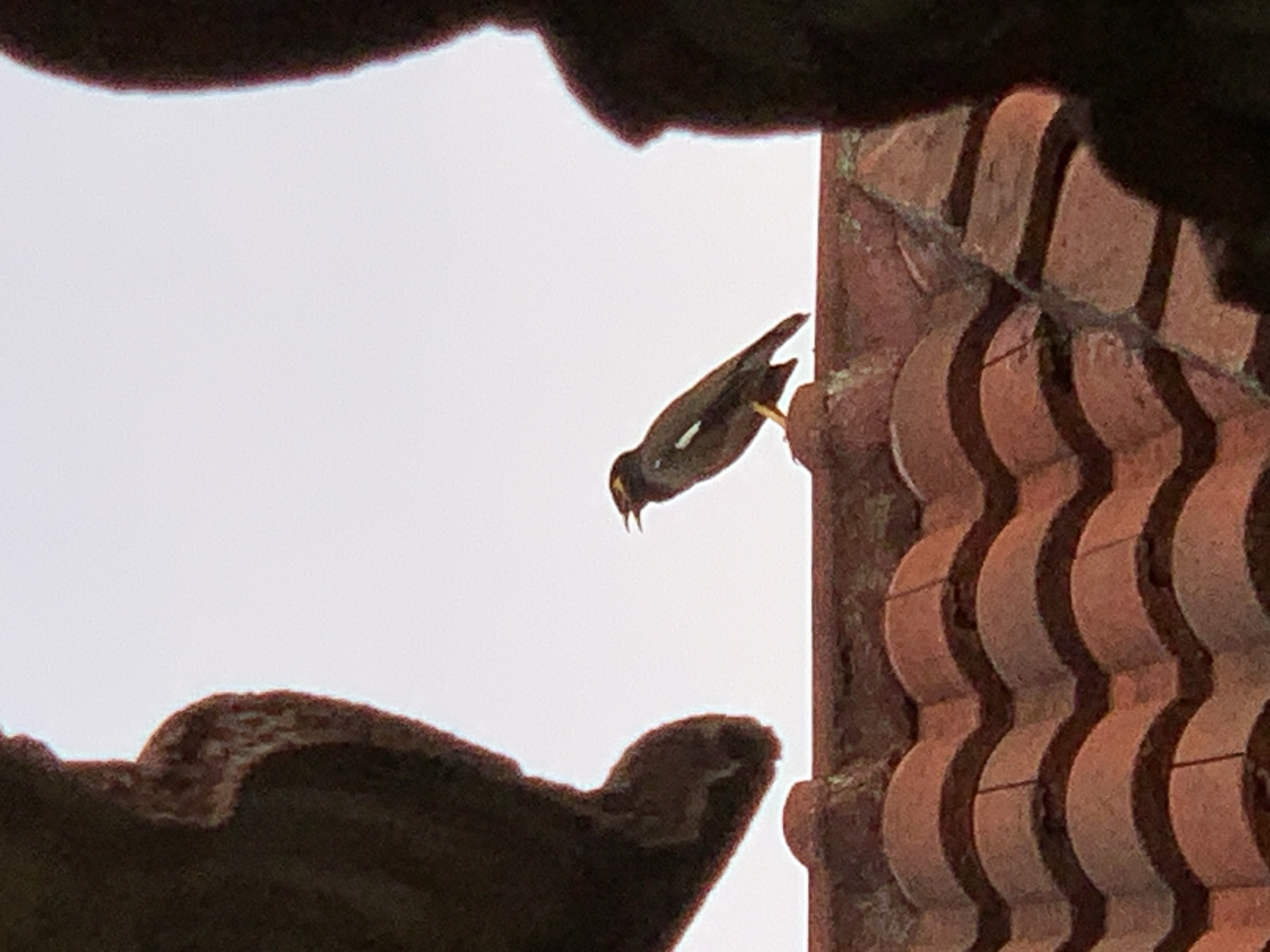 A common myna bird with yellow eye patches and a light patch on its wing is perched on the edge of a red tiled roof. The bird is facing right with its beak open, as if chirping. The background is a pale, overcast sky. Two dark, blurry shapes frame the top left and right of the image, obscuring the edges of the roof and sky. The roof tiles are curved and weathered. The scene appears to be outdoors, possibly on a rooftop in a residential area of Ban Bang Rak, Thailand.