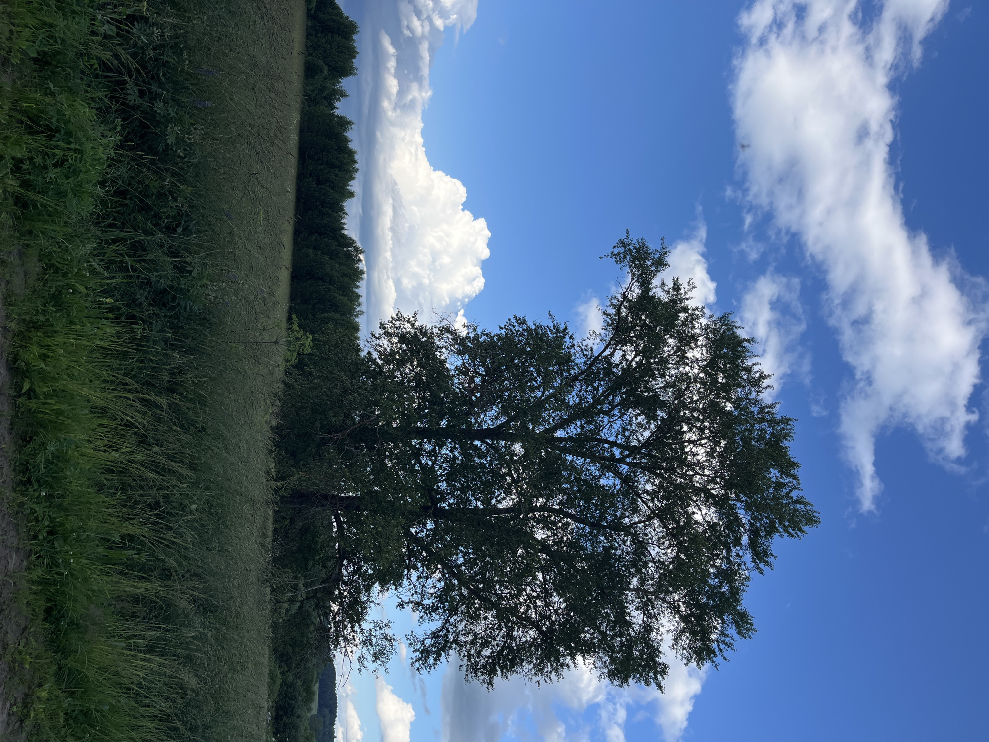 The image displays a natural scene on a sunny day with a vibrant blue sky filled with fluffy white clouds. The foreground is dominated by a field of tall, green grass, suggesting a rural or natural setting. A large, leafy tree stands prominently in the middle ground, its branches reaching towards the sky. In the background, a dense line of dark green trees forms a backdrop to the field. The overall impression is one of peacefulness and natural beauty. The lighting suggests it is daytime, likely mid-morning to late afternoon, given the bright sun and clear sky. The weather appears to be fair and pleasant. No people or specific objects are visible beyond the natural elements. The provided location context of Уральское, Russia, indicates the geographical setting of this landscape. There is no visible text in the image.