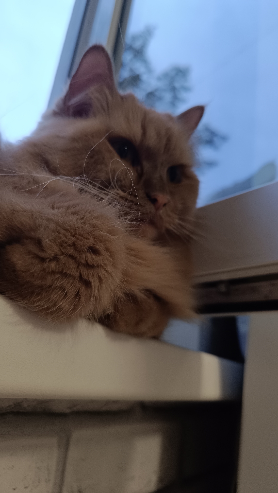 An eye-level, close-up, vertical, outdoor shot shows a fluffy, orange cat with its head resting on a windowsill. The cat is looking into the distance, to the right of the frame. The cat’s fur is a light orange, and it has long, white whiskers. The cat’s ears are pointed and pink on the inside. The cat is on a white windowsill, which has a brick wall below it. Behind the cat, a window shows a hazy, blue sky with bare tree branches visible. The image appears to have been taken in Chaikovsky, Russia.