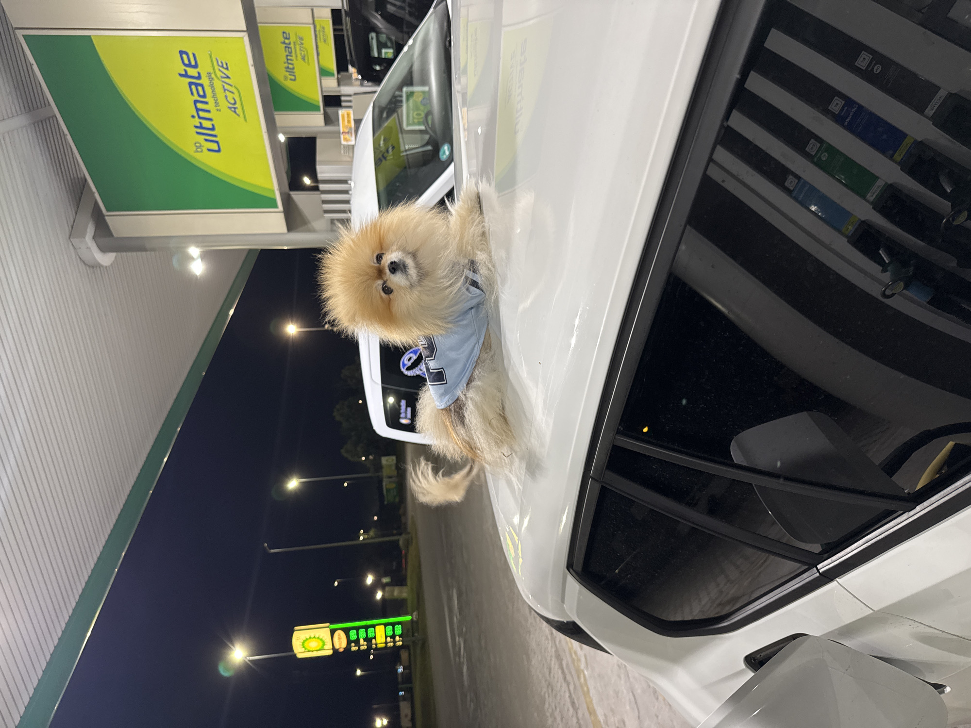 A small, fluffy, light brown and cream-colored dog is pictured looking out of the open sunroof of a white car, parked at a gas station at night. The dog, resembling a Pomeranian, is wearing a light blue shirt or vest with a white logo, partially visible as "S". Its head is fully extended through the sunroof, looking towards the left side of the frame with a curious expression.
The scene is illuminated by the bright overhead lights of the gas station, contrasting with the dark night sky. In the background, several green and yellow signs are visible, clearly displaying the brand "bp ultimate" and "z technologia ACTIVE" and "ACTIVE". These signs suggest the car is at a BP gas station. Gas pumps with various fuel options, though their specific details are mostly unreadable, can be seen reflected in the car's side window and further in the background. Streetlights cast additional light across the asphalt. The car appears to be a modern vehicle, possibly an SUV or crossover. The overall impression is a quirky moment of a pet enjoying a car ride stop at night.