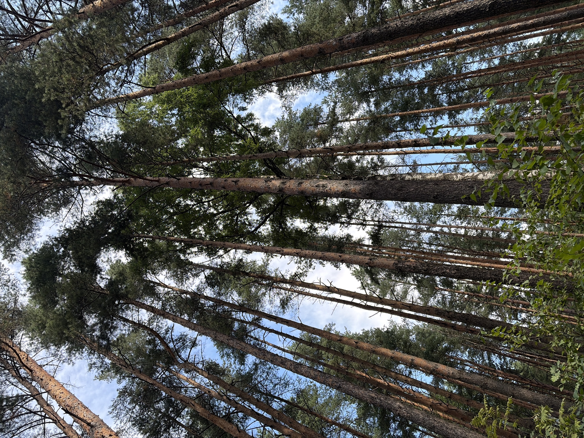 This image depicts a dense forest composed primarily of tall pine trees, with some deciduous trees mixed in. The perspective is from a low angle, looking upwards towards the canopy and the sky. The trees are varied in thickness and age, with rough, textured bark visible on many of them. The foliage is a mix of dark green pine needles and lighter green leaves from the deciduous trees. The sky is blue with scattered white clouds, indicating daylight. The ground is not visible, as the focus is entirely on the trees and the sky. This scene is a natural environment, likely a forest or a wooded area within a park.
No people, actions, or interactions are present in the image. The location is specified as Suoranda, Russia.