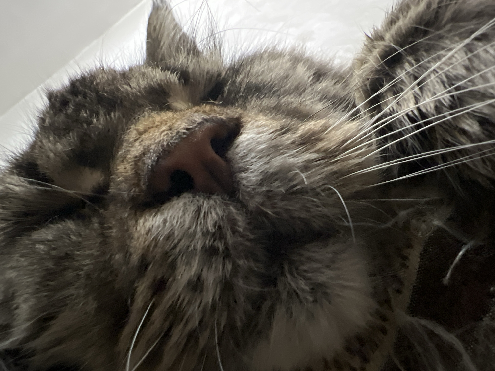 A close-up, low-angle shot shows the face of a tabby cat. The cat's pink nose is prominent in the center of the frame, with its eyes partially closed. The cat has long, white whiskers that extend outwards. The fur is a mix of brown, black, and grey tabby stripes. The background is blurred and appears to be a plain white surface.