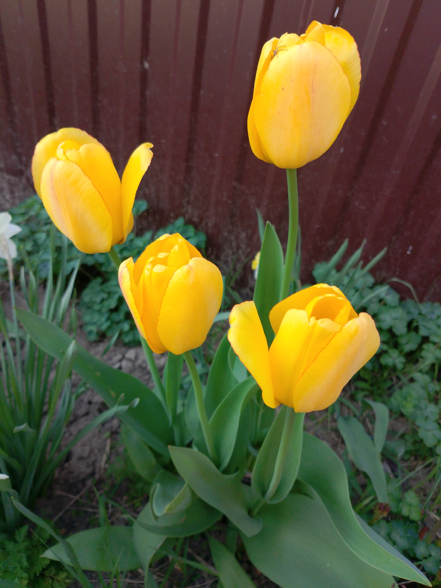 The image shows a close-up view of four yellow tulip flowers in various stages of bloom. The tulips are growing in a garden setting with a dark soil background. A mix of green plants and grass surrounds the flowers. In the background, there is a section of a brown metal fence. The image appears to have been taken outdoors in natural light, likely in Прикамский, Russia, given the geographic location.