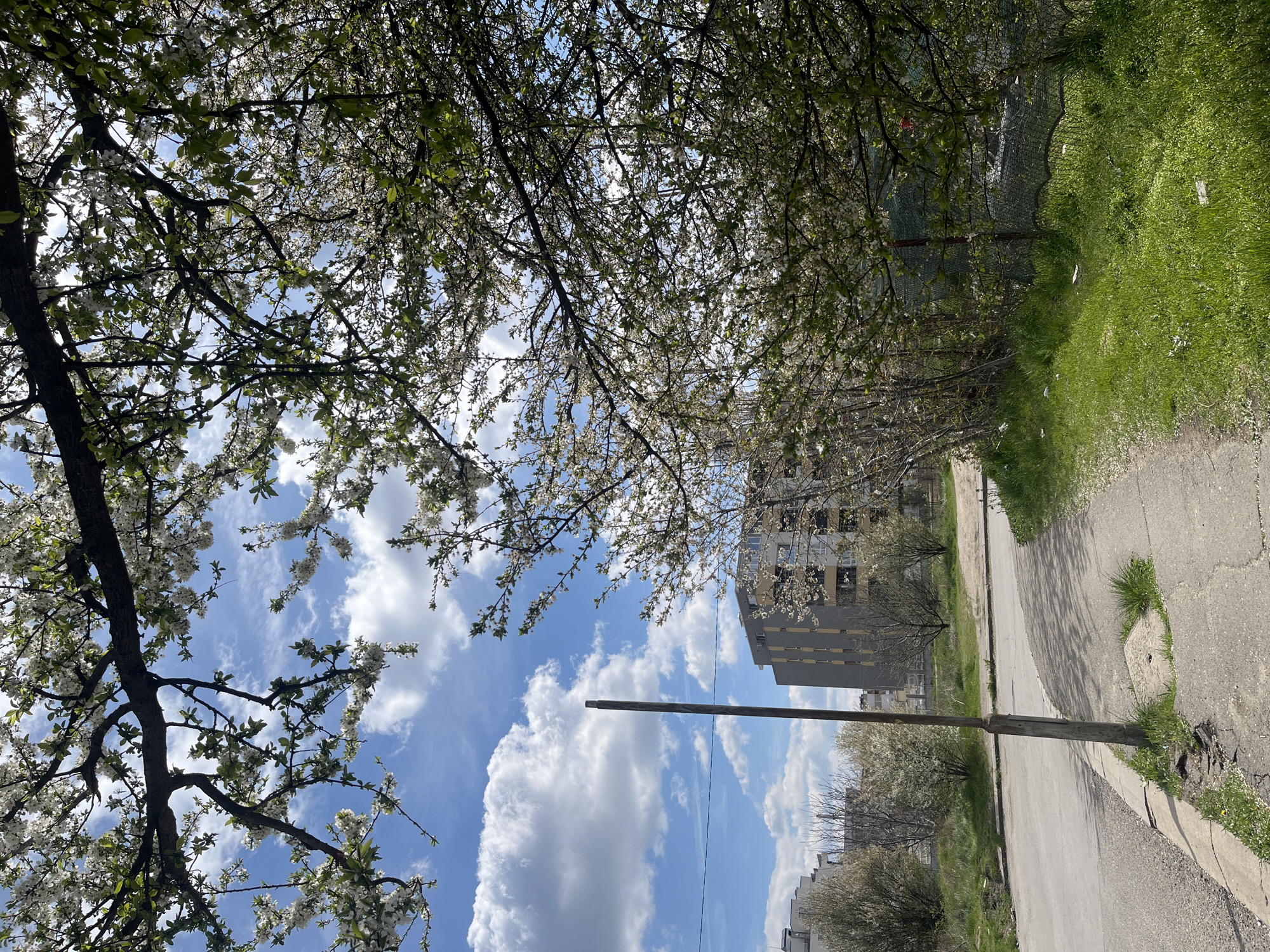 The image shows a street scene in Sofia, Bulgaria, during springtime. A paved street with a curb runs along the right side of the frame. A wooden utility pole stands beside the street, slightly leaning. To the left of the street is a grassy area with blooming trees, obscuring a residential building in the background. Above, a tree with white blossoms covers much of the sky, which is bright blue with scattered white clouds. There are no people visible in the scene.