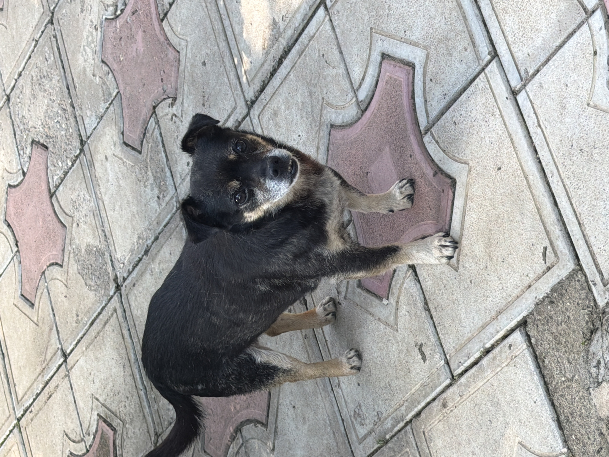 A black and tan dog lies on a paved surface composed of interlocking light gray and pink hexagonal tiles. The dog is positioned in the center of the frame, looking upwards at the camera with its head slightly tilted. Its fur is short and appears somewhat matted in places. The dog's eyes are dark and alert, and its mouth is slightly open, revealing a few teeth. Its front paws are extended, with one resting on a pink tile and the other on a gray tile. Its hind legs are bent underneath its body. The paving stones are arranged in a regular pattern, with some showing signs of wear and tear, including cracks and a scattering of small debris. The lighting suggests it is daytime, with shadows cast by the dog and the paving tiles, indicating a sunny or partly sunny environment. The overall scene appears to be outdoors, possibly a courtyard or walkway in Kaolinovo, Bulgaria. There is no visible text in the image.