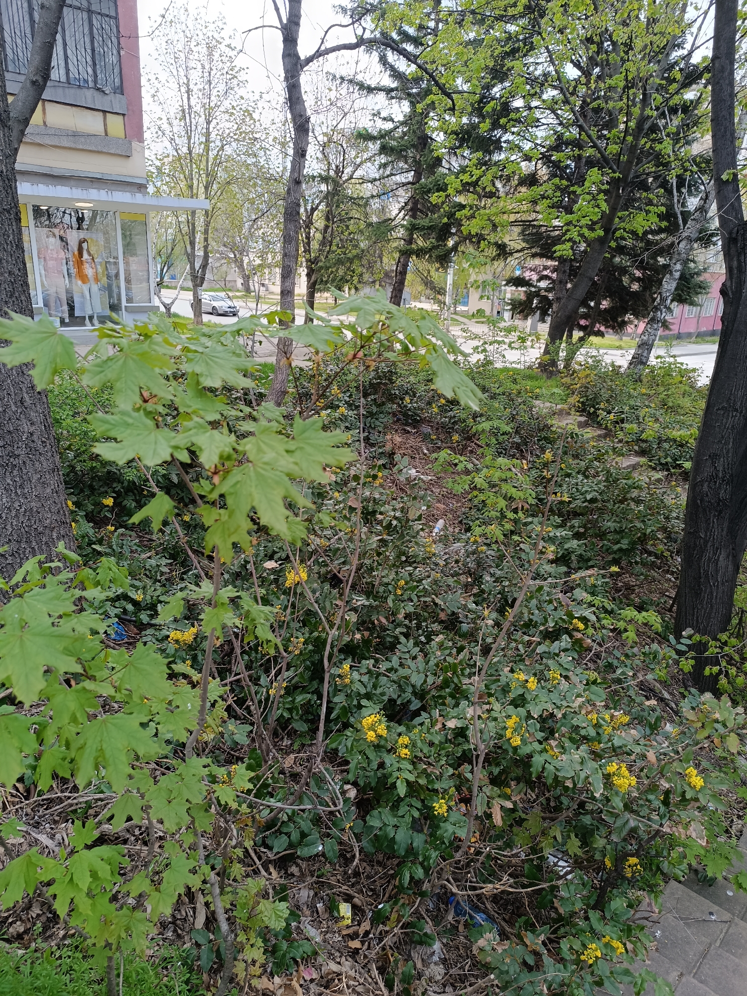 The image shows an urban scene with a focus on a roadside vegetation area. In the foreground, there are bushes and a small tree with green leaves. These plants obscure parts of the background. Between the trees, a building can be seen to the left with a display window that shows mannequins dressed in casual clothing. Further back, a gray car is parked along the street. The street itself is visible, with other buildings and trees lining the road in the distance. The sky is overcast, casting soft light over the scene. The location appears to be a developed area where natural elements like trees and bushes exist alongside constructed elements like buildings and roads. The vegetation appears to be unkempt, growing freely.