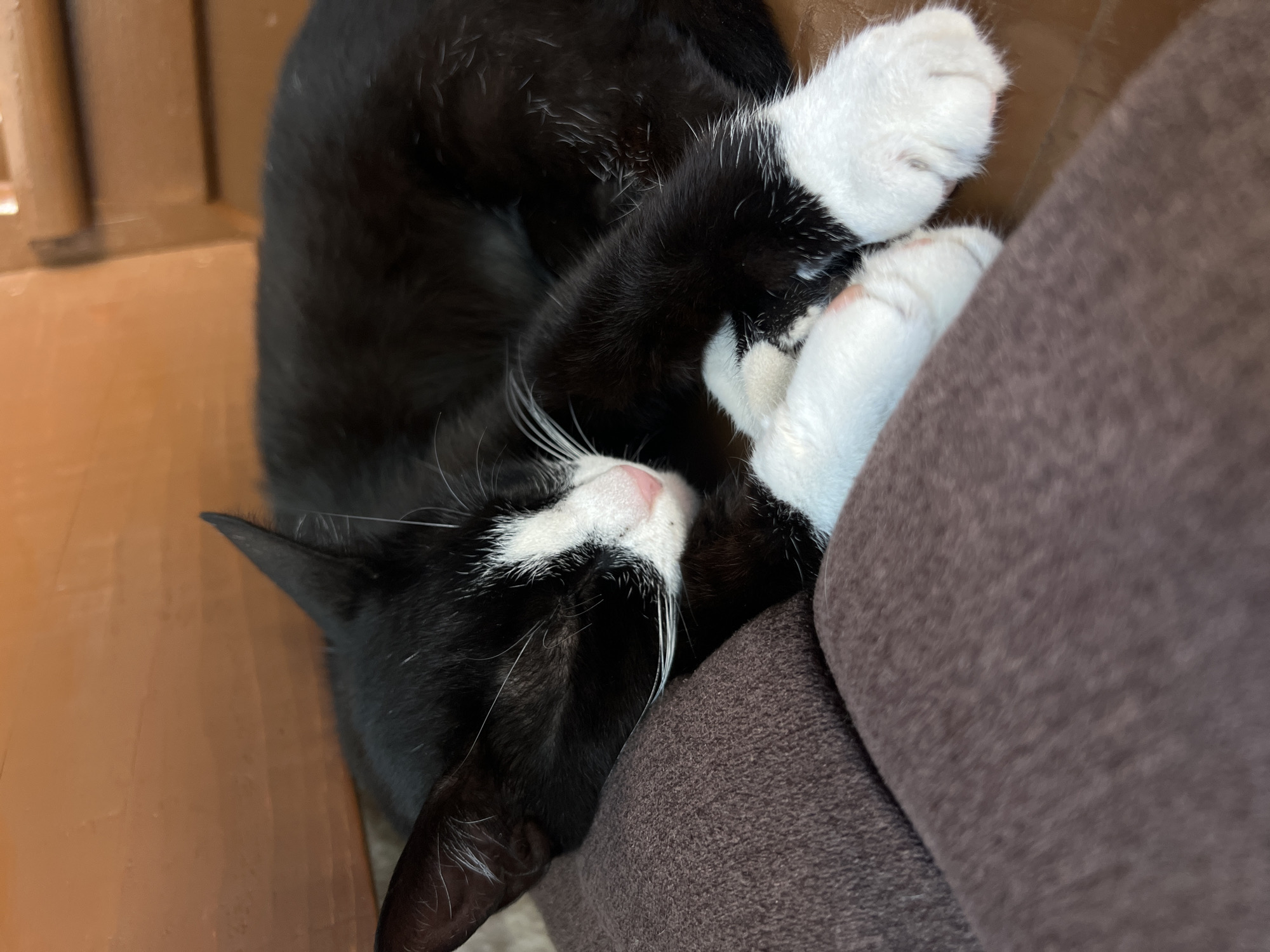 A black and white cat is sleeping curled up on a brown textured surface, with its head resting on a pillow. The cat has white paws and a white marking on its face. In the background, there is a wooden surface. This image was taken at a residential property in the city of Bar, Montenegro.