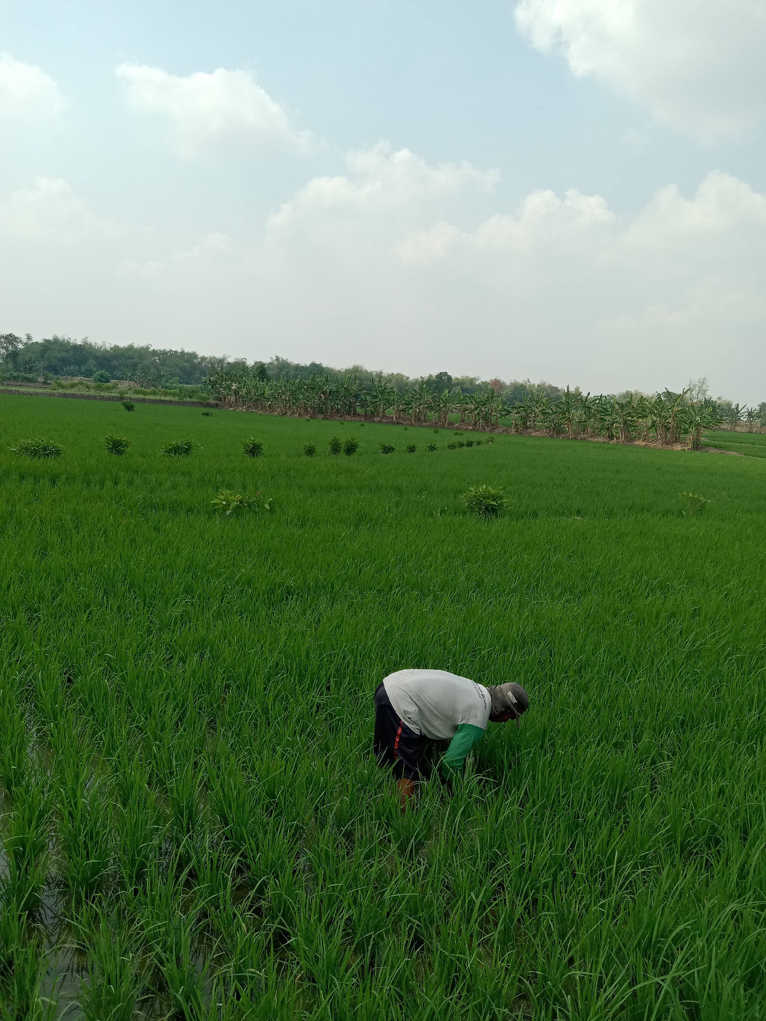 A lone farmer, wearing a light-colored t-shirt with green sleeves, dark shorts, and a baseball cap, is bent over in a lush green rice paddy. The farmer is positioned in the foreground, slightly to the right of center, with their back to the viewer. They appear to be tending to the rice plants. The rice paddy stretches out into the distance, appearing flat and extensive. In the background, a line of banana trees and other vegetation forms a natural border. Above, the sky is a pale blue, dotted with fluffy white clouds. The scene suggests a rural agricultural setting, likely within or near Sidobandung, Indonesia.