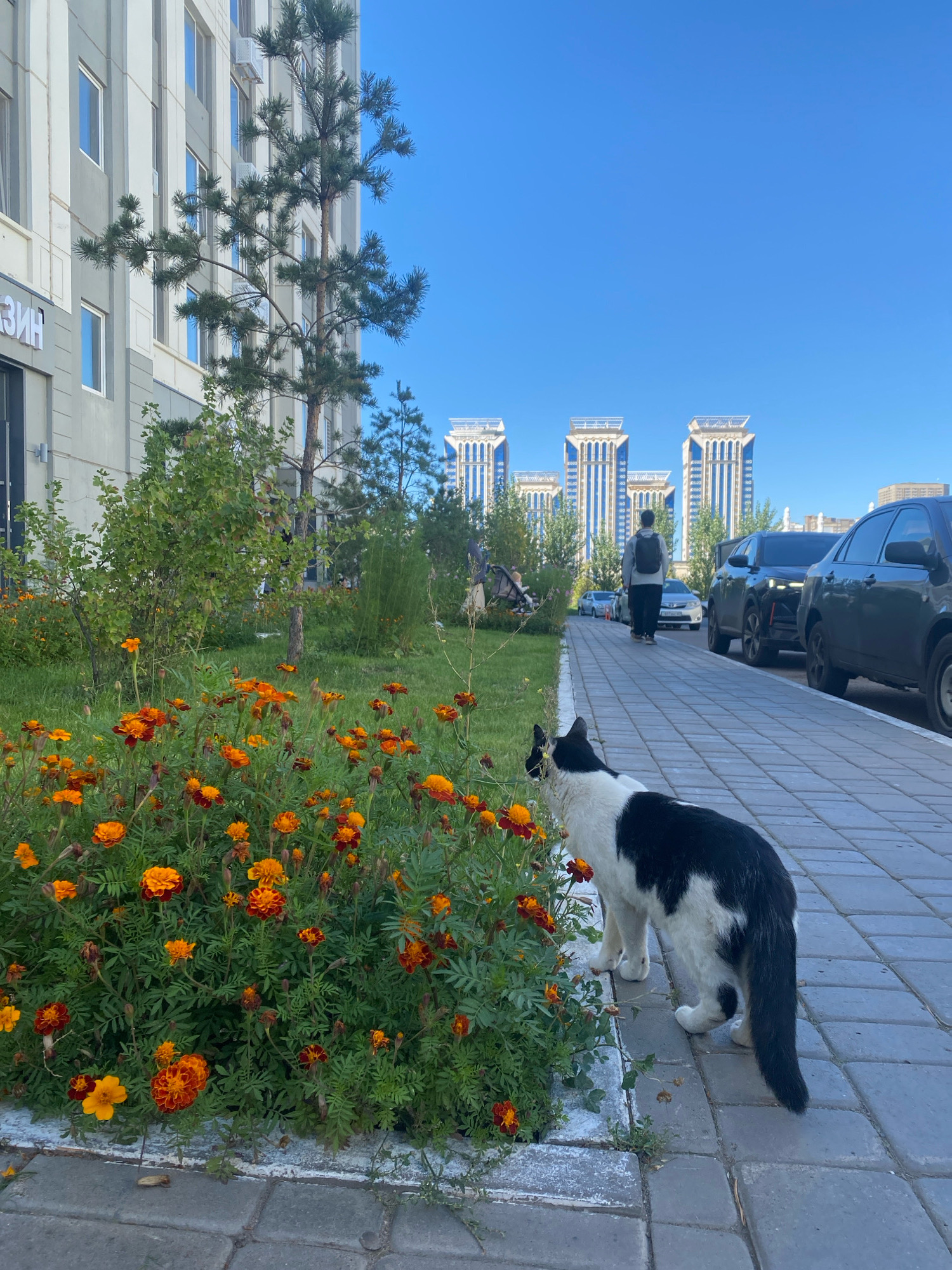 In Astana, Kazakhstan, a black and white cat is captured in a close-up shot, its attention focused on a vibrant bed of orange and red marigolds. The cat stands on a paved walkway, with its body angled away from the camera and its head turned towards the flowers. Behind the cat, a pedestrian walks away from the viewer, carrying a backpack. The scene is framed by a modern building to the left, featuring a beige facade with multiple windows and air conditioning units. Further in the background, several identical, tall, light-colored residential buildings with distinctive architectural designs pierce the clear blue sky. Several cars are parked along the street adjacent to the walkway, and green grass and trees fill the space between the buildings and the flowers. The lighting suggests it is daytime, likely in the morning or late afternoon due to the soft shadows.