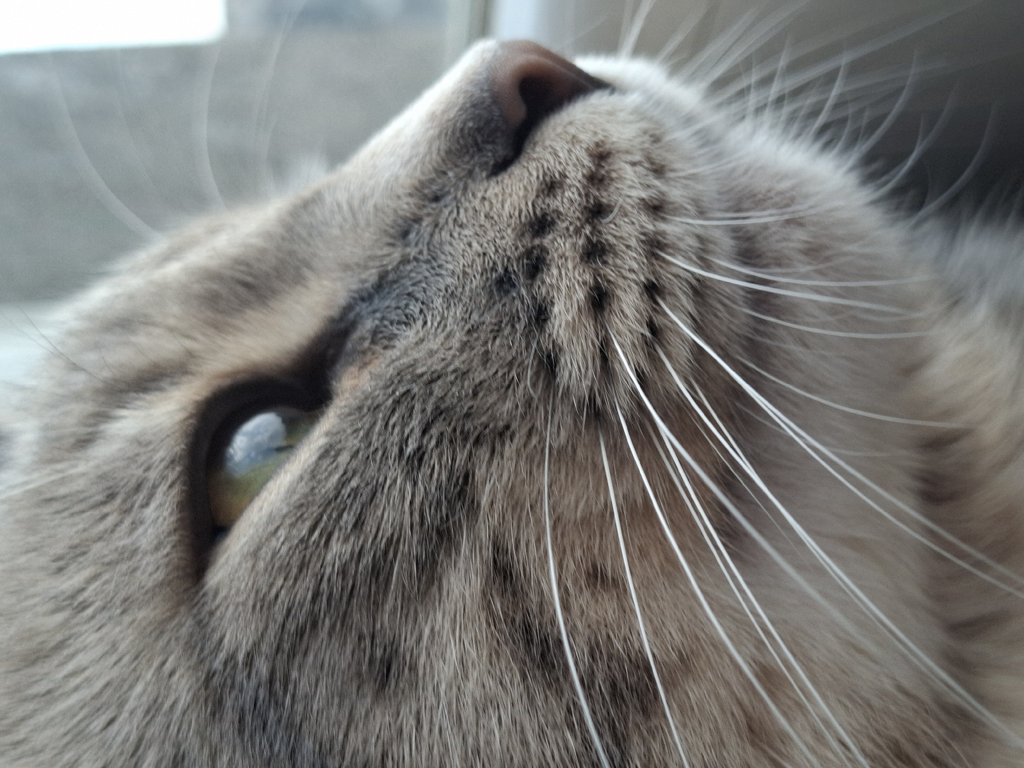 An extreme close-up shot captures the left side of a cat's head, viewed from a low angle looking upwards. The cat has a grey and brown patterned coat, indicative of a tabby or similar breed, with distinct darker markings visible around its muzzle and across its fur. Its prominent left eye, a striking green-gold hue with a dark pupil, is wide open and appears focused on something above and to the left of the frame.
The cat's dark brown nose is visible at the top center of the image, slightly angled away from the viewer. A multitude of long, thin white whiskers fan out from its muzzle, extending towards the right side of the frame, highlighting the cat's sensory features. The fur on its face is soft and textured, showcasing individual strands and patterns.
The background is largely out of focus, appearing as a soft, light grey and white blur, possibly indicating an interior setting near a window where natural light is entering. There are no specific distinguishing features in the background to identify a precise location within Novi Sad, Serbia. The lighting is soft and ambient, casting no harsh shadows and illuminating the cat's features gently. The cat's expression appears calm and attentive, suggesting it is observing something with interest. There is no visible text in the image.