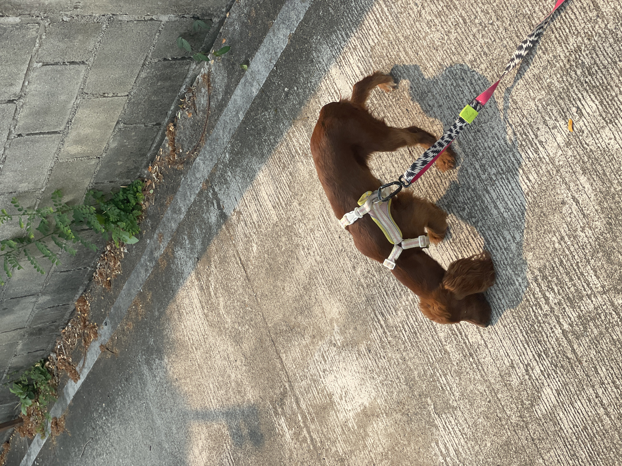 An outdoor shot shows a brown Cocker Spaniel puppy lying on a concrete surface. The dog is wearing a white harness with a leash attached. The leash is black and white patterned with pink and yellow accents. The dog's head is turned to the right. The surface is striated concrete that fills the frame. A sidewalk with overgrown vegetation on the edge is visible along the left side of the frame. This area is a neighborhood street in Nong Pa Khrang, Thailand.