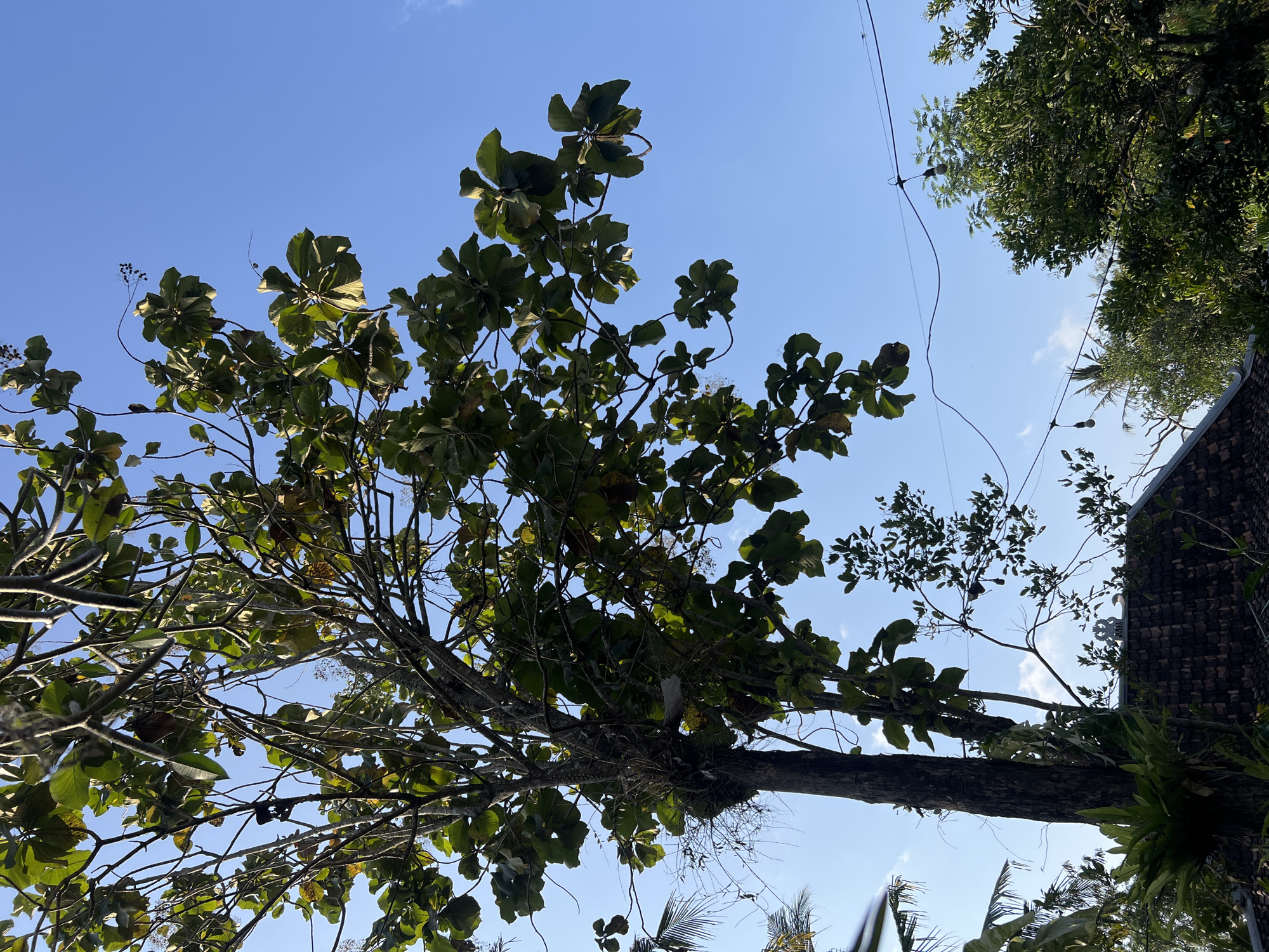 An outdoor, eye-level, medium shot captures a large tree with wide, green leaves against a clear blue sky, with some wispy white clouds. The trunk of the tree is dark and textured, with a bird's nest or epiphyte attached to its side. In the background, the tiled roof of a building is visible, along with a line of string lights with bulbs. Further in the background, more trees and foliage are present. The scene appears to be in Tlogoadi, Indonesia, given the presence of tropical vegetation and architectural style.