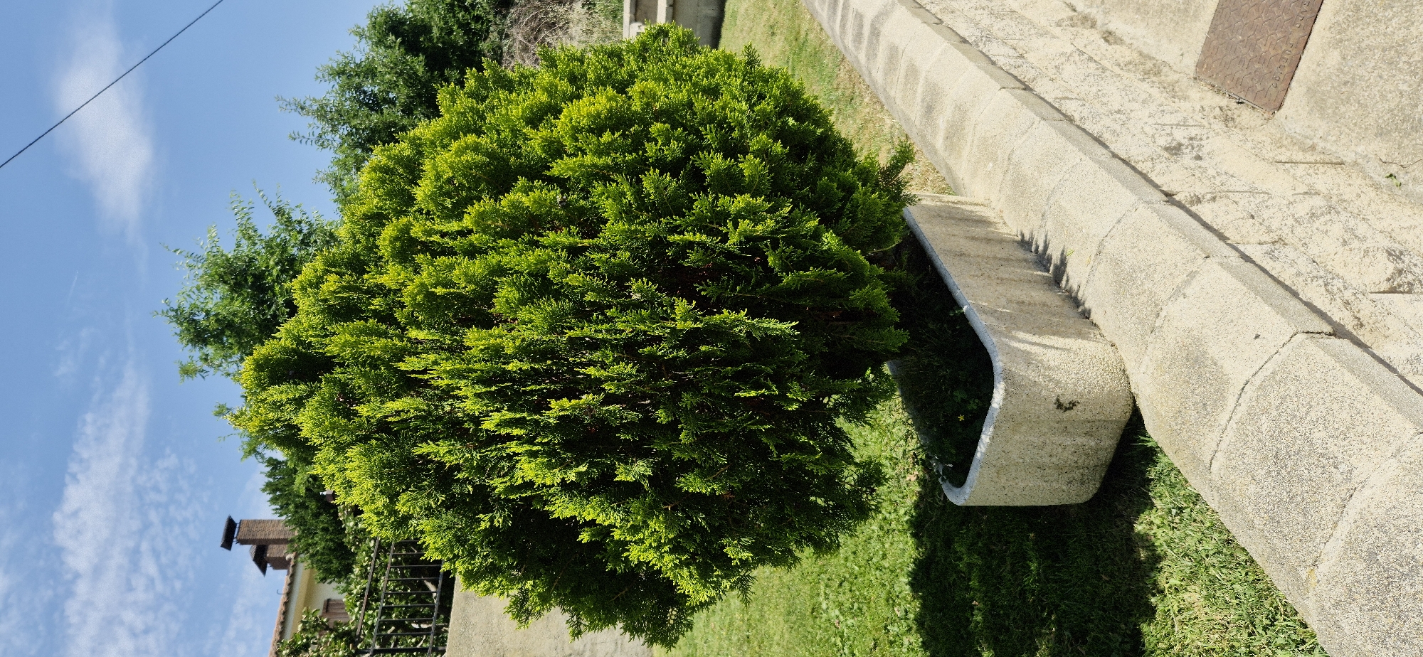 A low-angle, full shot captures a lush green evergreen shrub planted in a rectangular, rough-textured, concrete planter. The planter is positioned on a level grassy area next to a stone wall. The wall, constructed from light-colored, textured blocks, has a rounded capstone. Behind the wall, a green lawn slopes upwards. In the background, a two-story building with a red-tiled roof and two brick chimneys is visible. A black metal fence runs along the edge of the lawn. The sky above is a clear blue with scattered white clouds. The overall scene is bright and sunny, suggesting it was taken outdoors on a clear day.