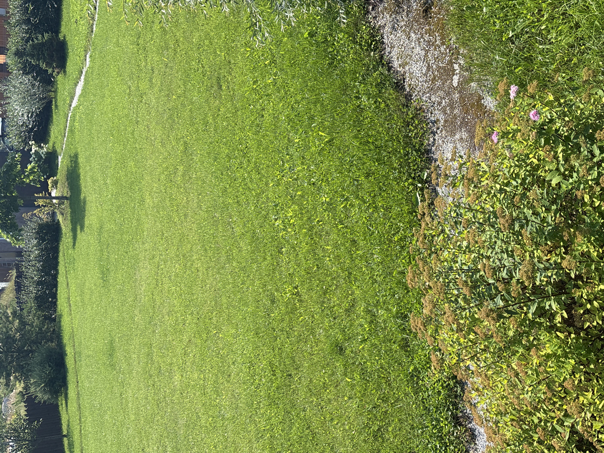 The image depicts a well-maintained lawn in the city of Zvenigorod, Russia. The scene is a residential backyard, characterized by lush green grass and a variety of trees and shrubs. In the foreground, a dense bush with small brown seed heads and a few pink flowers is visible, bordering a path of small, light-colored gravel. Beyond the gravel path, the expansive green lawn stretches towards the background. The background features a fence, more foliage, and what appears to be houses, suggesting a suburban or semi-rural environment. The sun is casting shadows, indicating a bright day. There are no people or animals visible in the image.