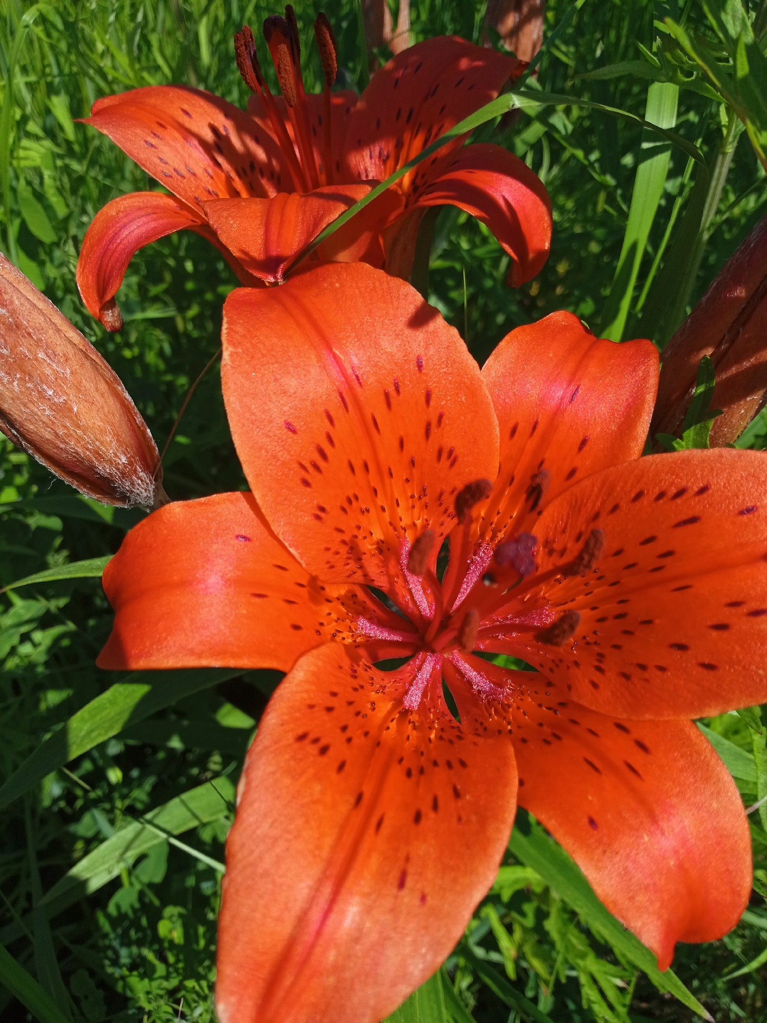 The image displays a close-up view of bright orange lilies with dark speckles. The flowers are in bloom, with one prominently in the foreground, its petals unfurled to reveal the stamen and pistil. Another lily, slightly out of focus, is visible in the background, along with a developing bud on the left. The lilies are surrounded by lush green foliage, suggesting an outdoor setting with natural light. The photograph was taken in the city of Nakhodka, Russia, implying a location within the city's parks, gardens, or natural areas. There are no people or animals present in the image.